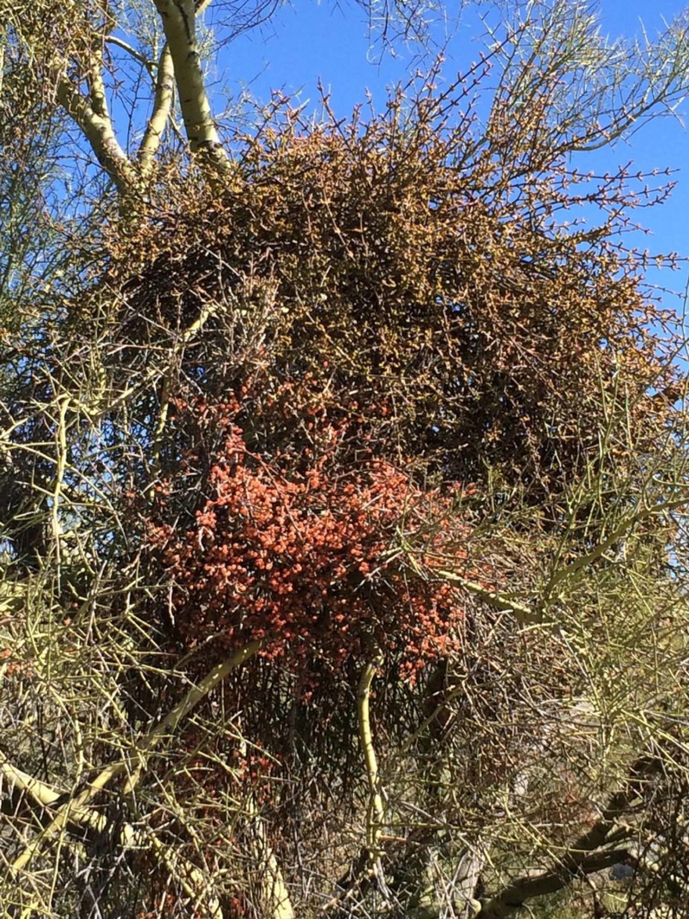 Mesquite Mistletoe — photo 3