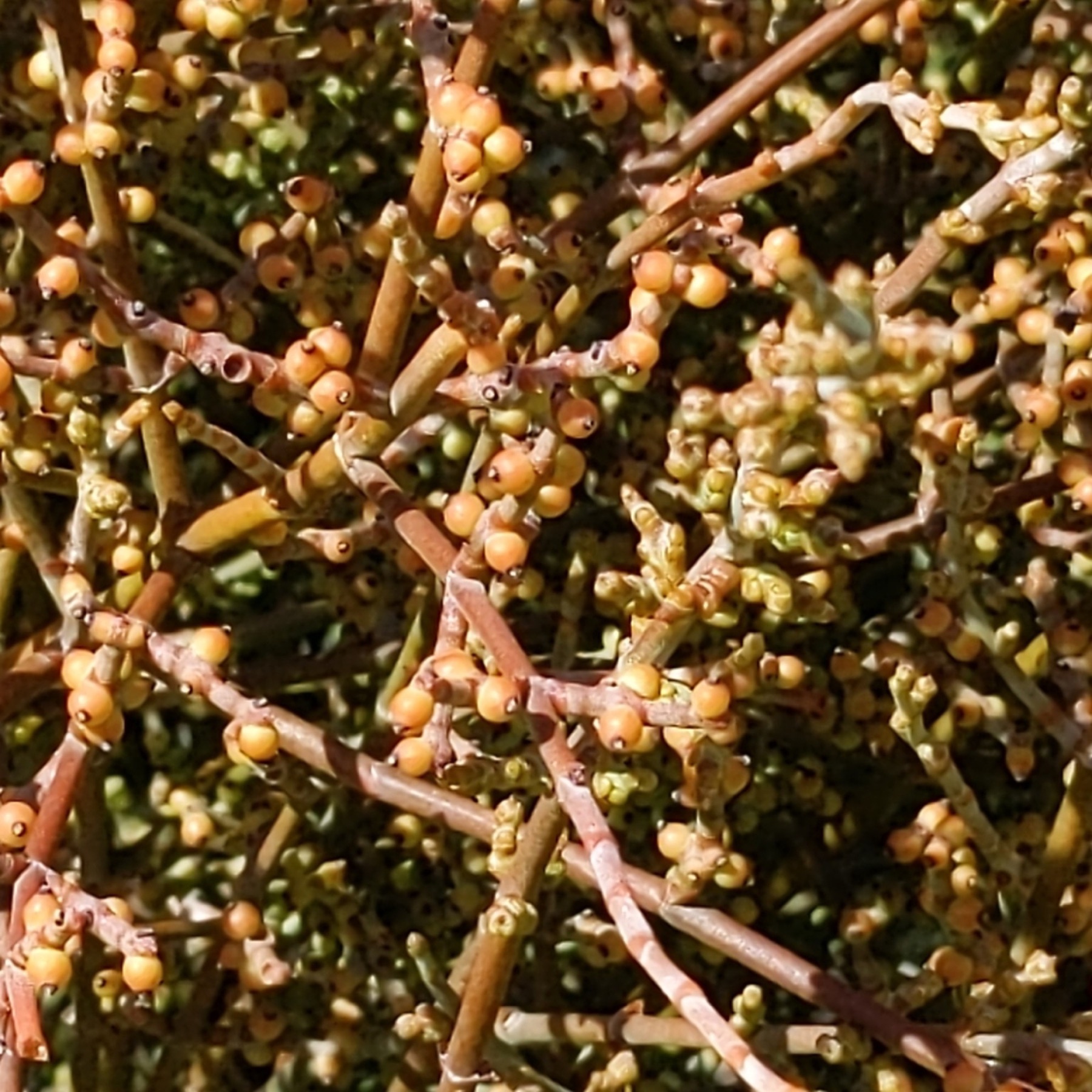 Mesquite Mistletoe — photo 4