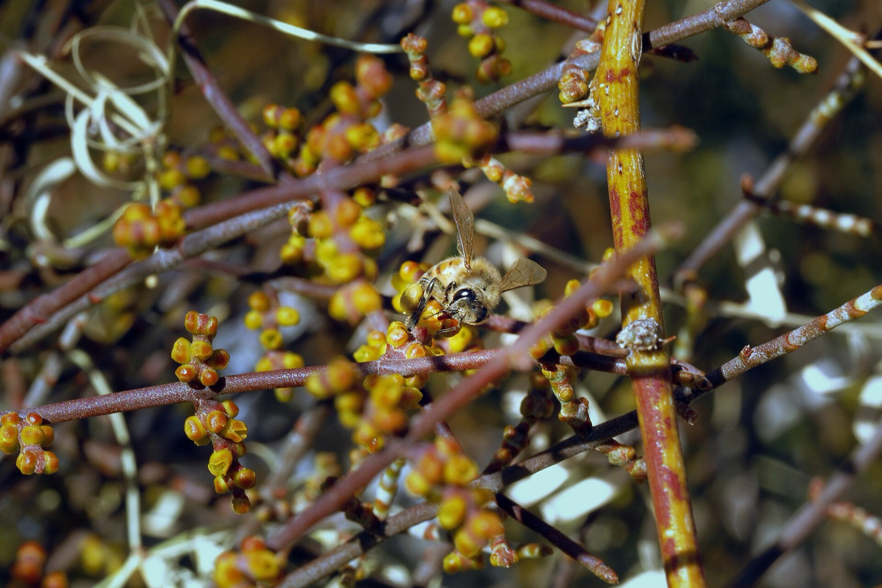 Mesquite Mistletoe — photo 5