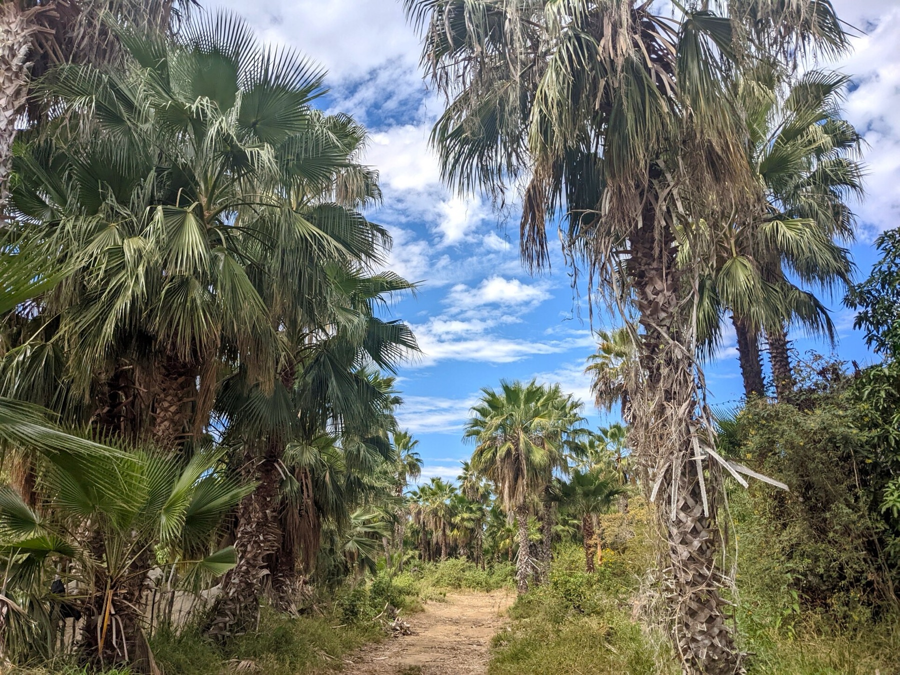 Mexican Fan Palm — photo 6