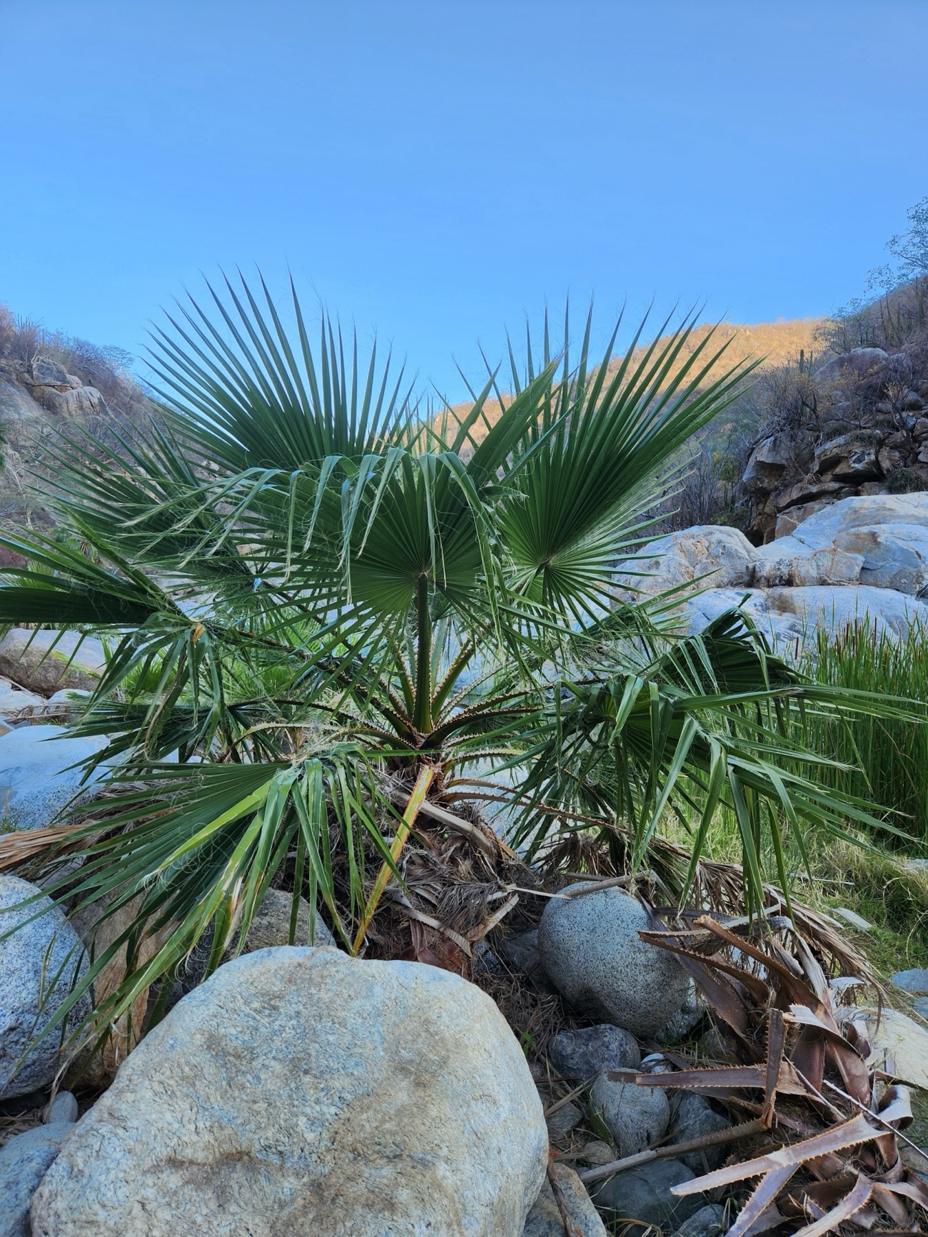 Mexican Fan Palm — photo 7