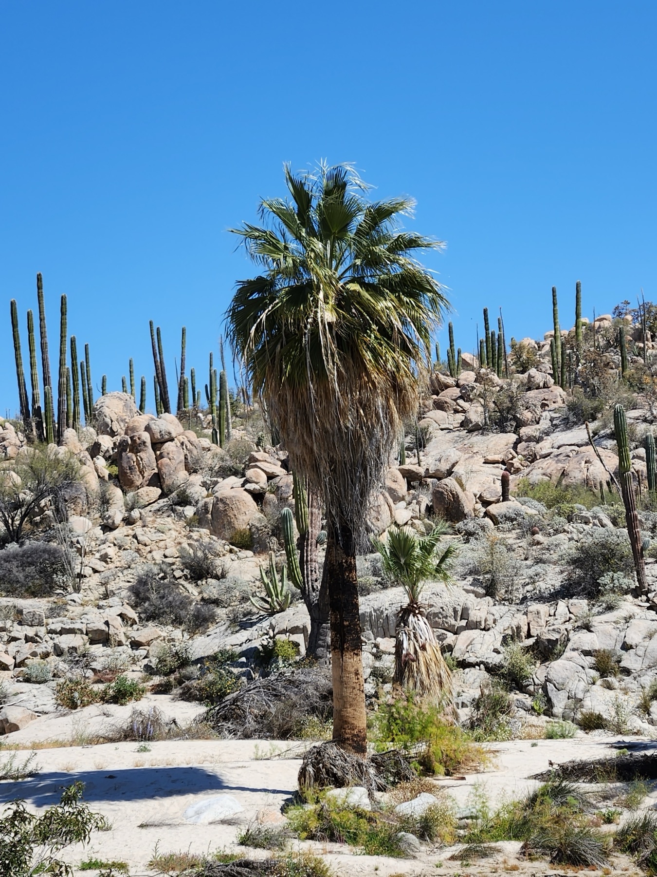 Mexican Fan Palm — photo 8