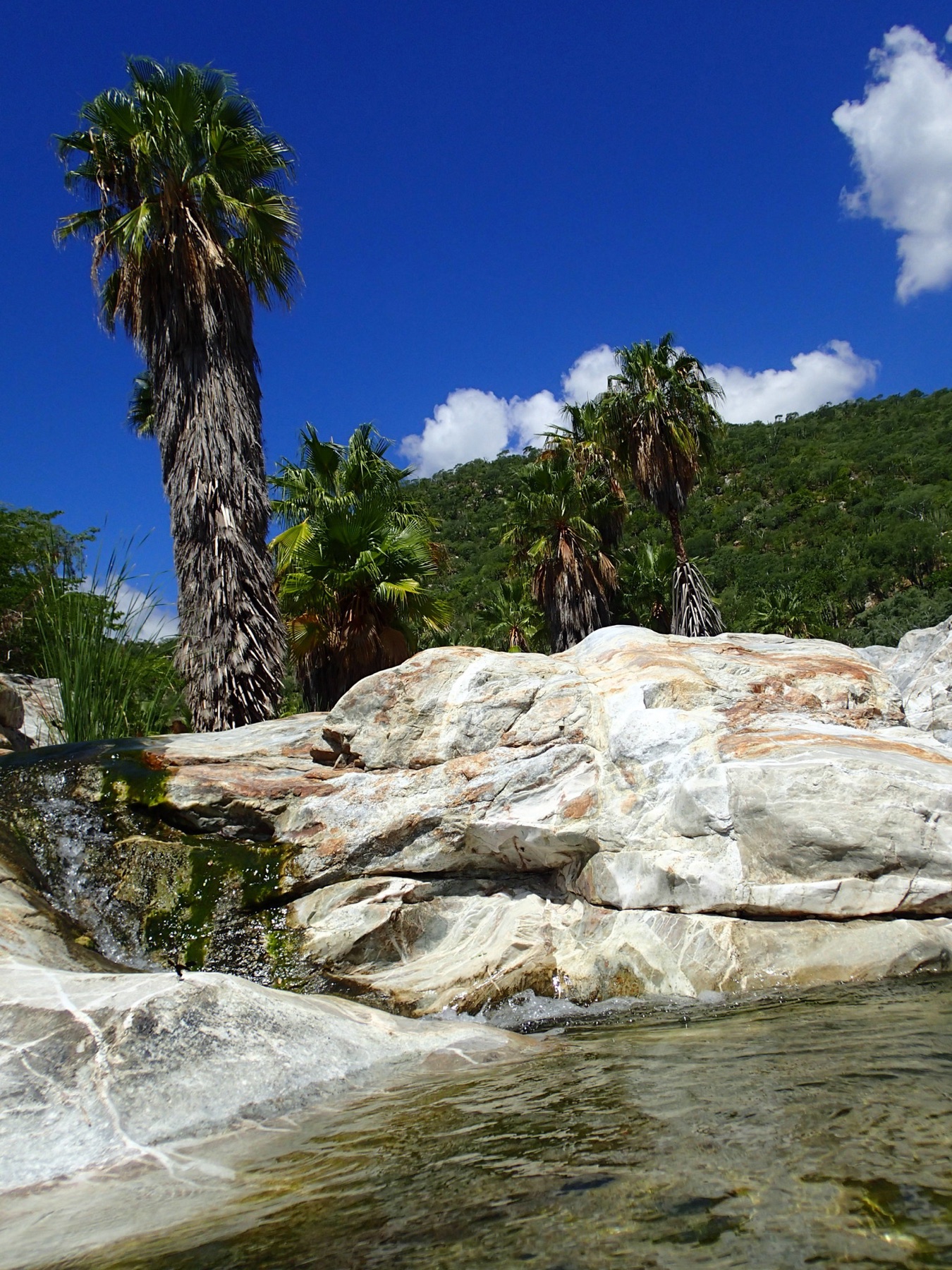 Mexican Fan Palm — photo 9