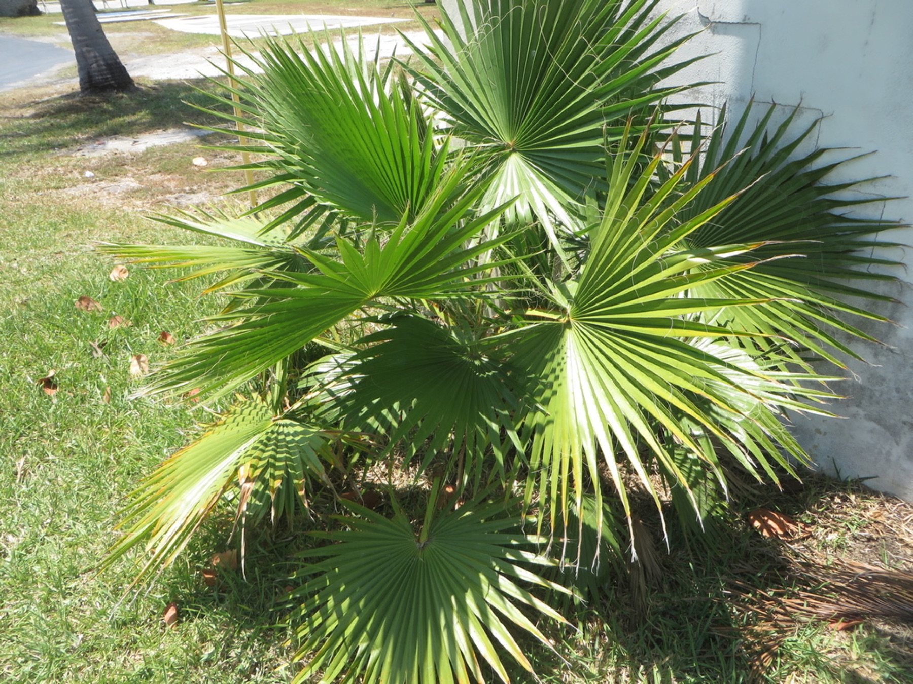 Mexican Fan Palm — photo 10