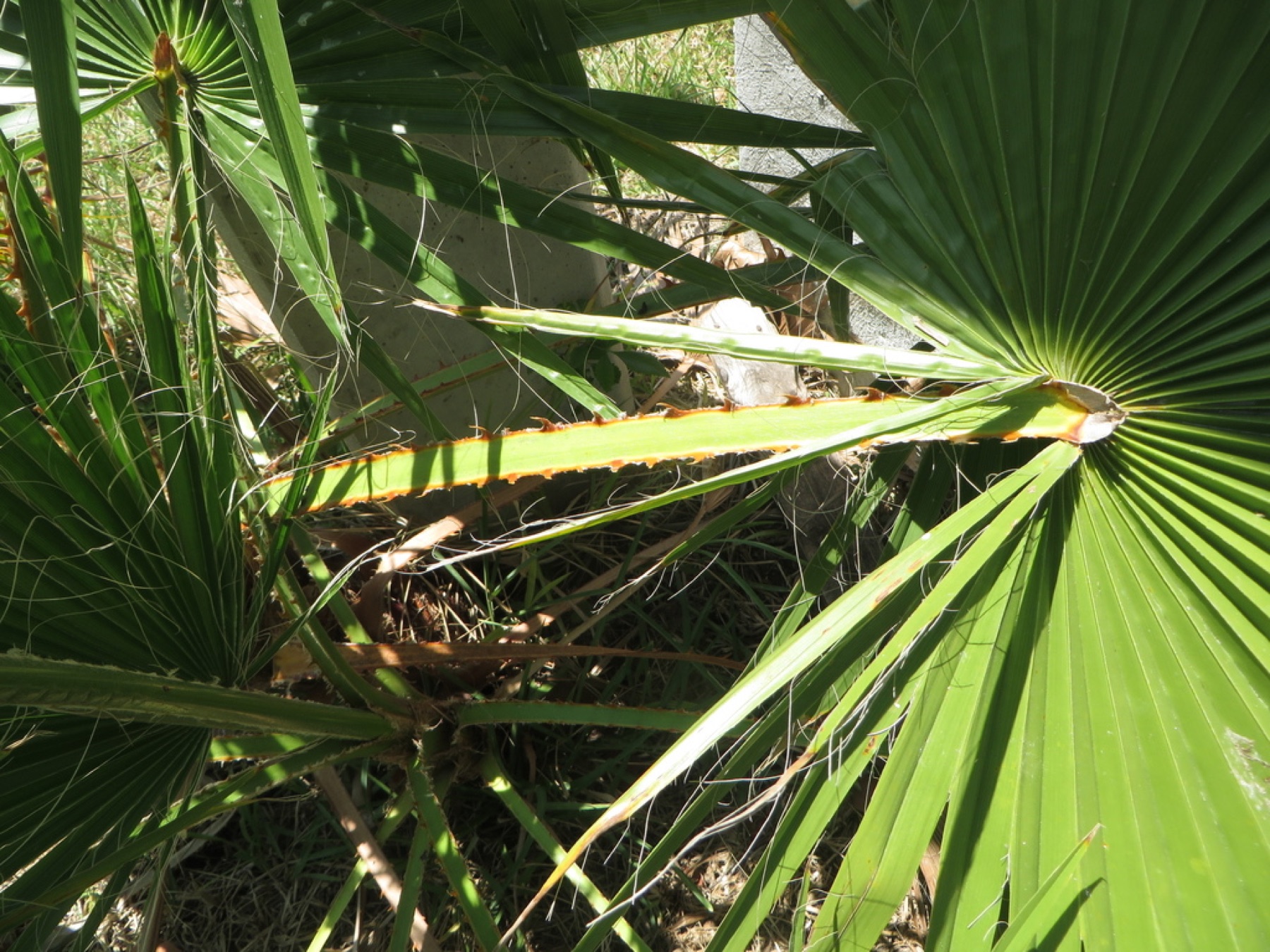 Mexican Fan Palm — photo 11