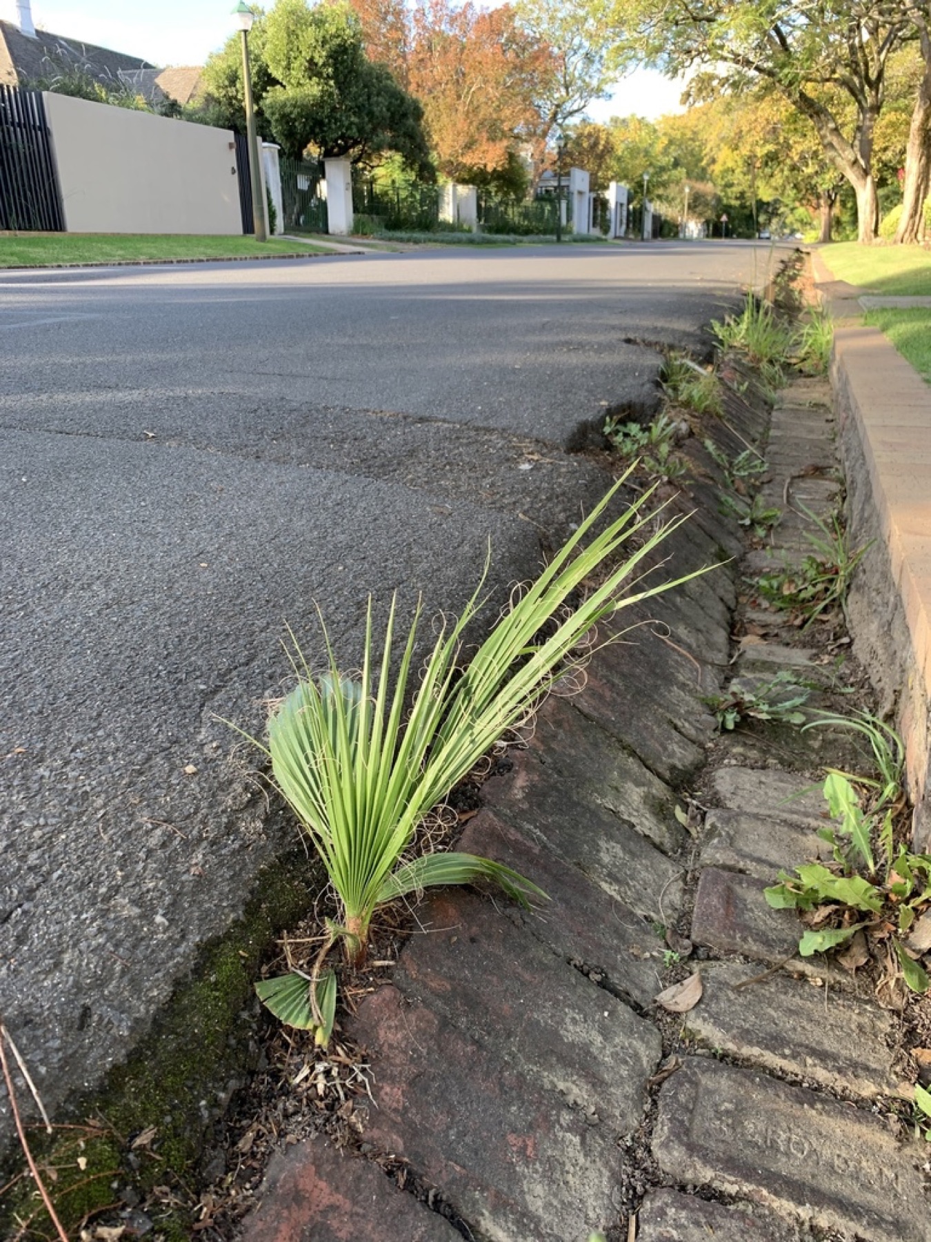 Mexican Fan Palm — photo 12