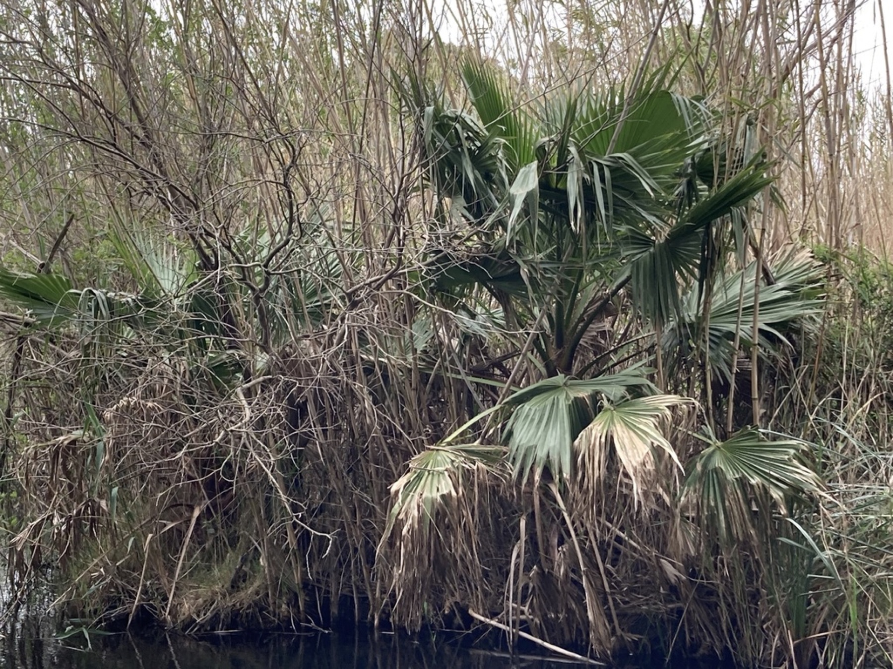 Mexican Fan Palm — photo 13