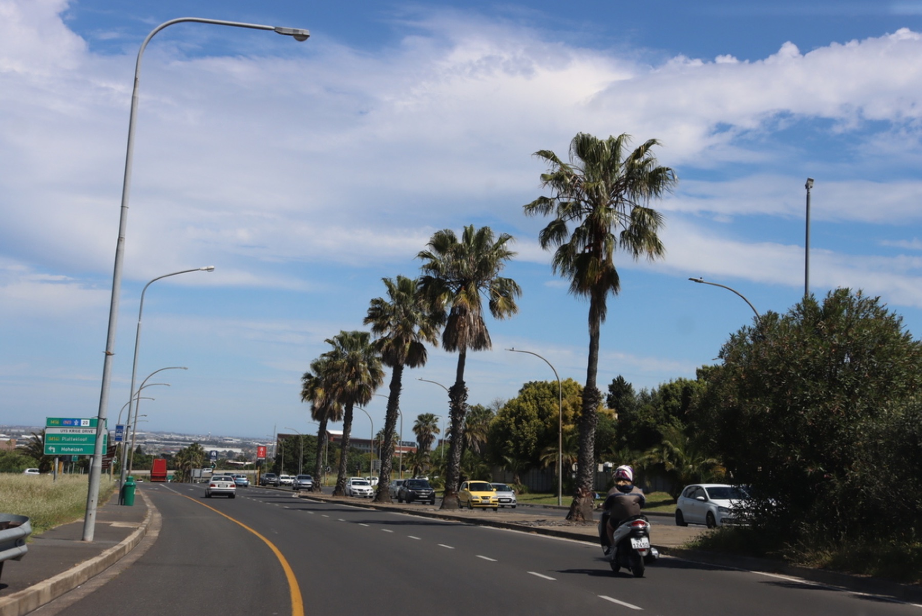 Mexican Fan Palm — photo 15
