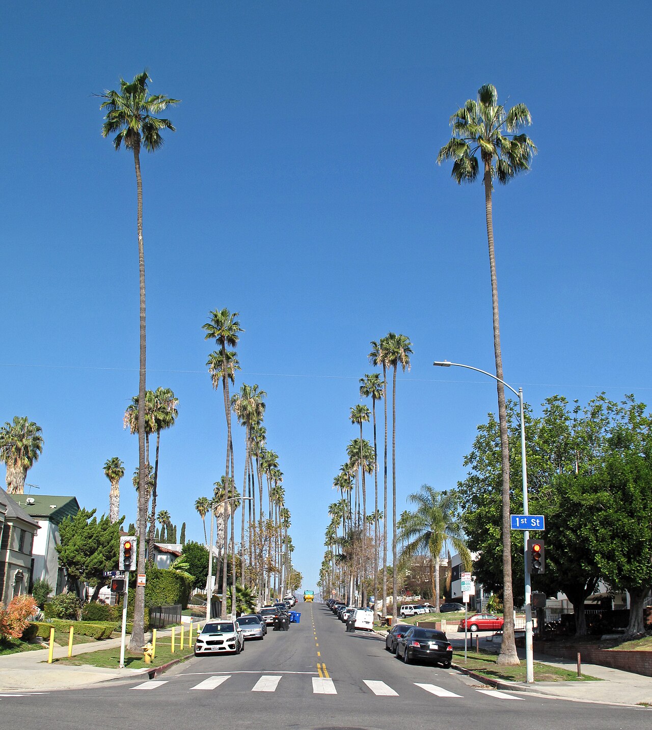 Mexican Fan Palm — photo 22