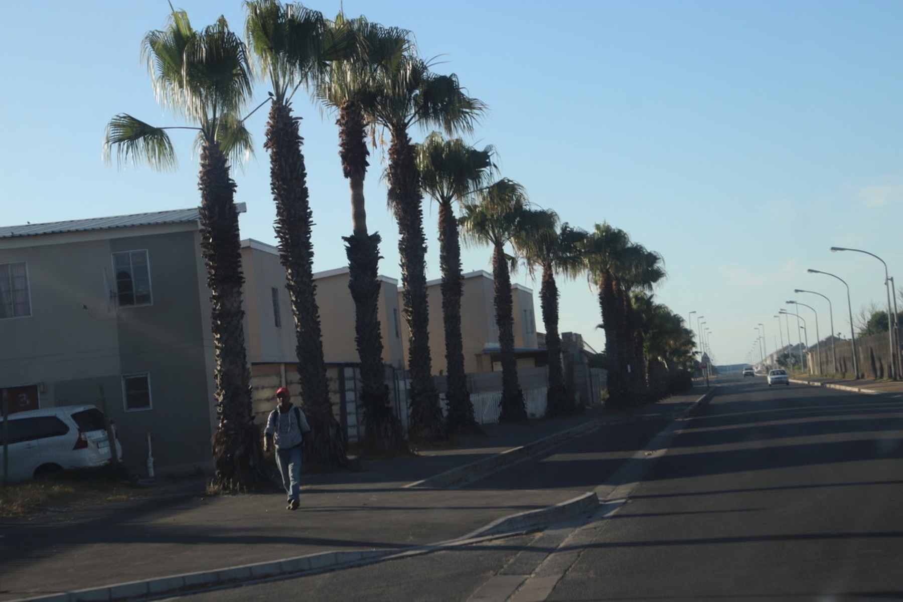 Mexican Fan Palm — photo 16