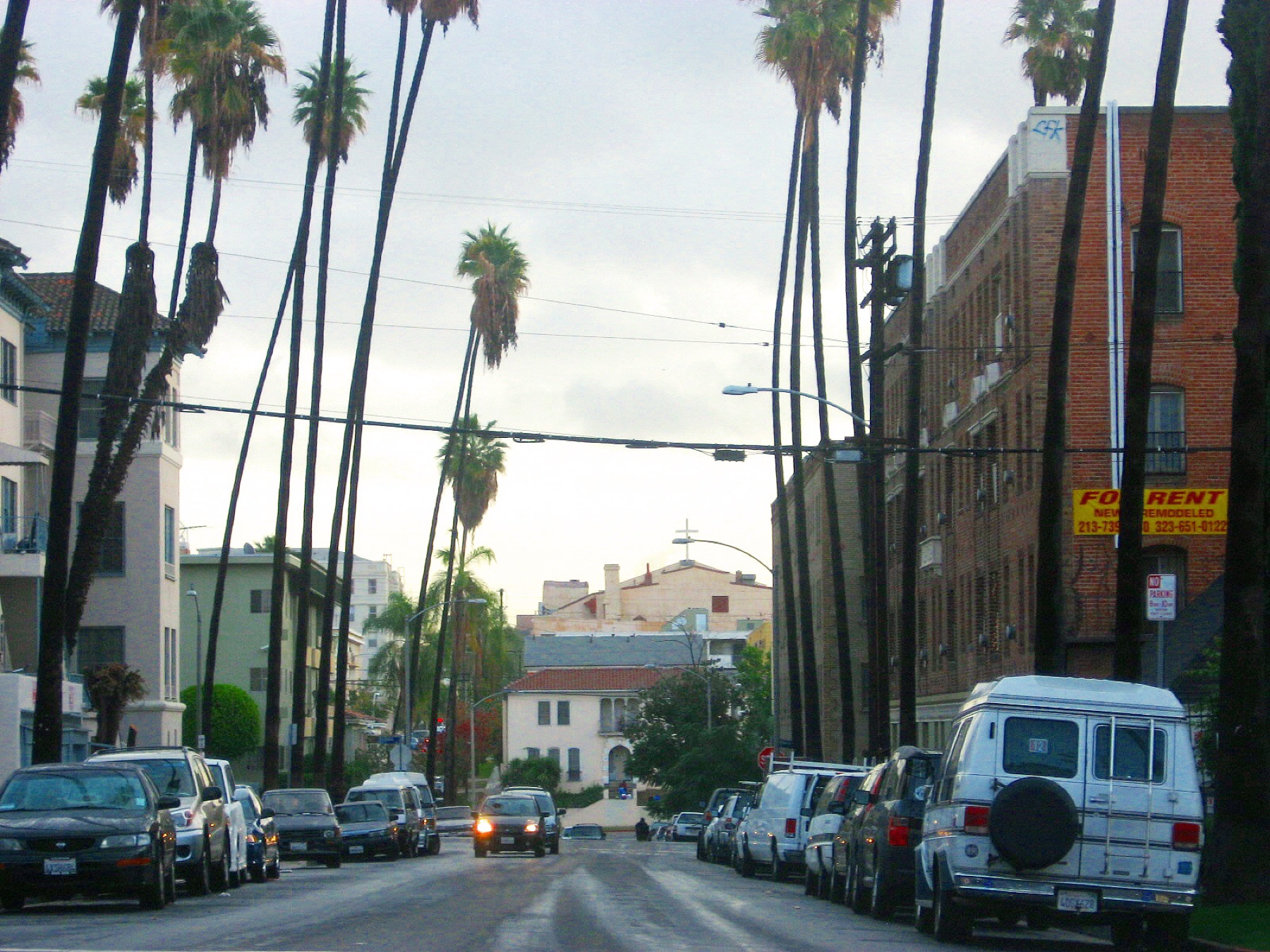 Mexican Fan Palm — photo 17