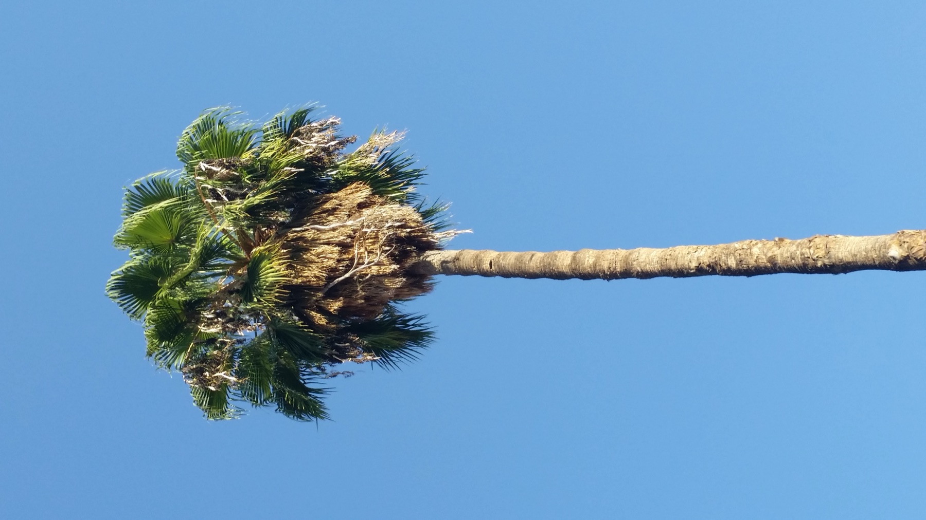 Mexican Fan Palm — photo 18