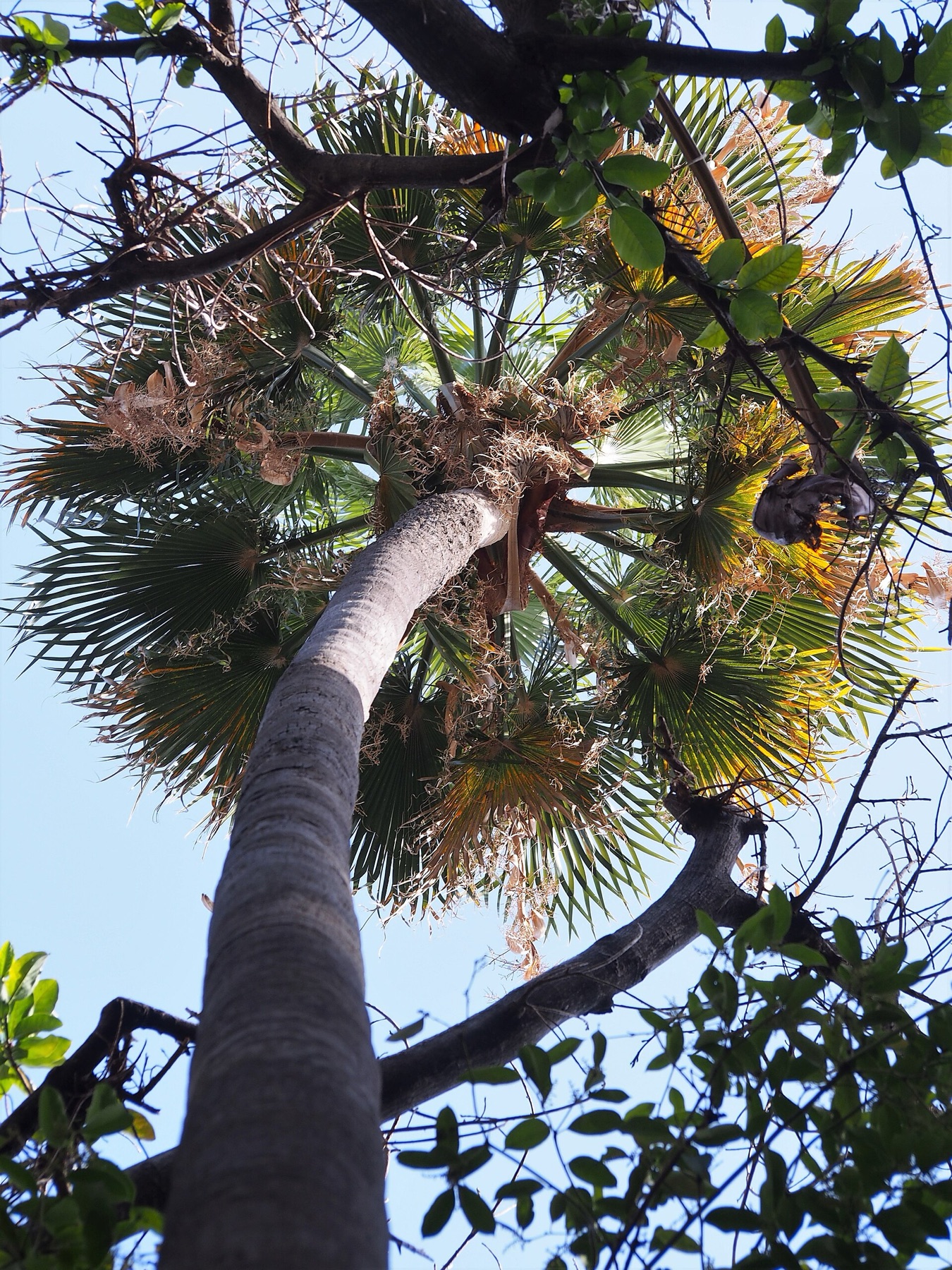 Mexican Fan Palm — photo 19