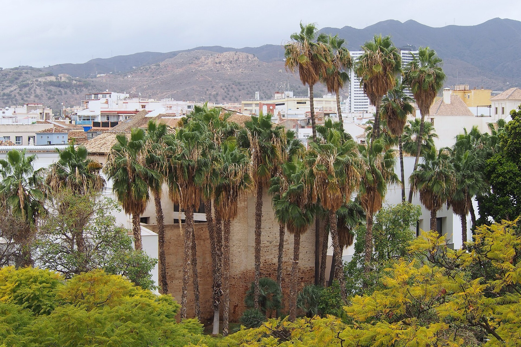 Mexican Fan Palm — photo 20