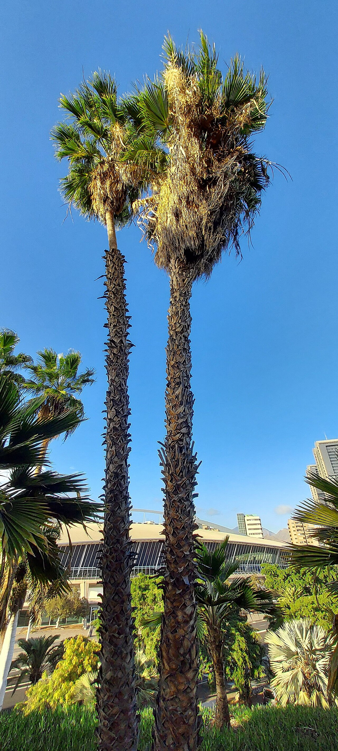 Mexican Fan Palm — photo 23