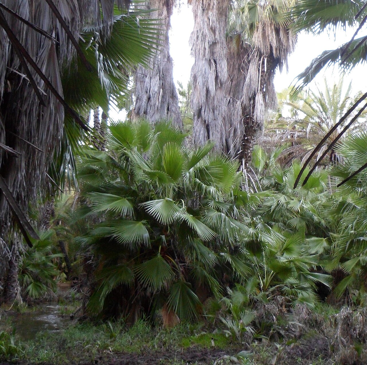 Mexican Fan Palm — photo 24