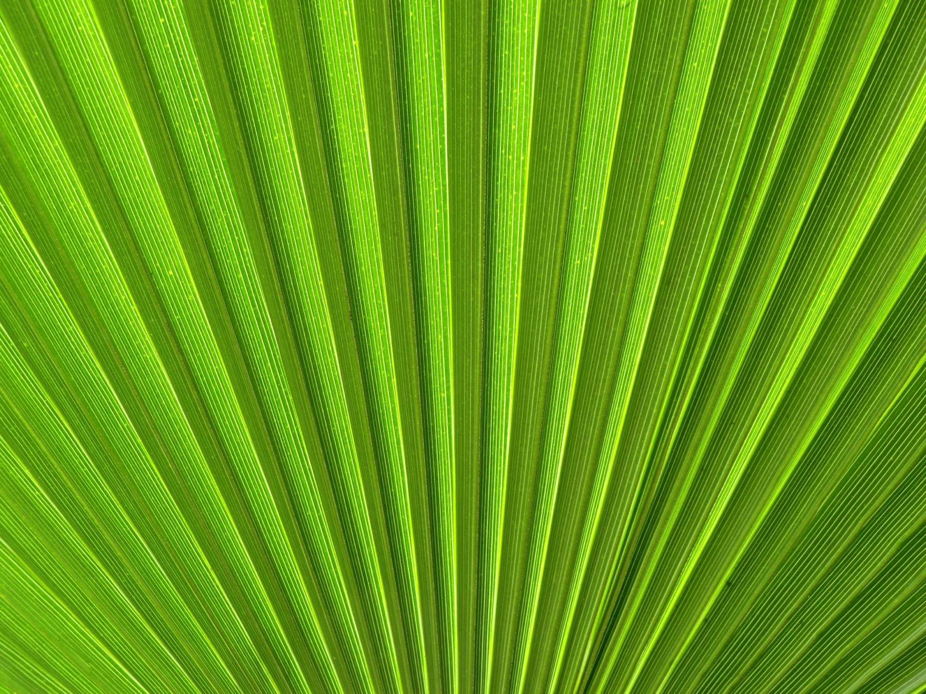 Mexican Fan Palm