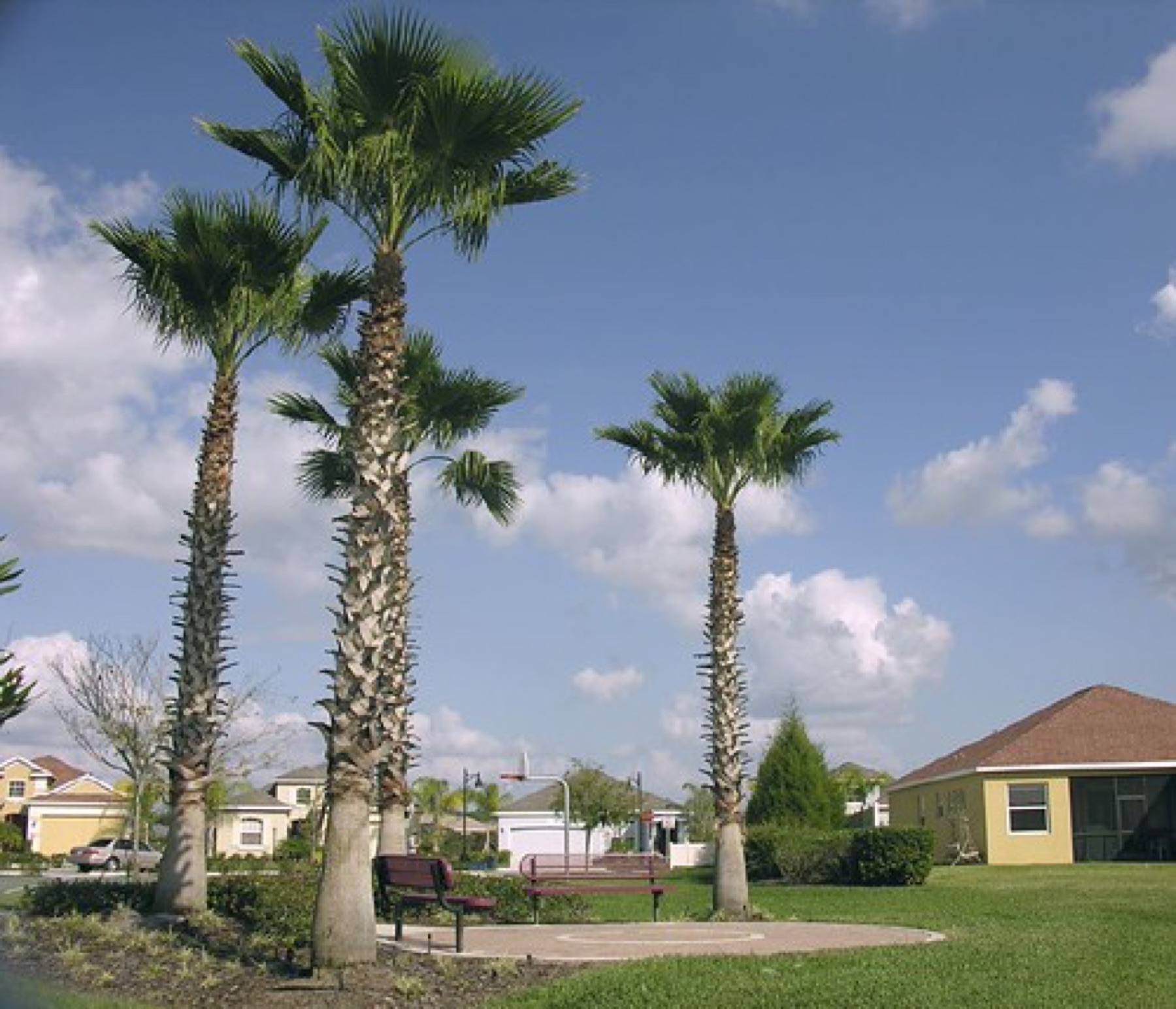 Mexican Fan Palm — photo 2