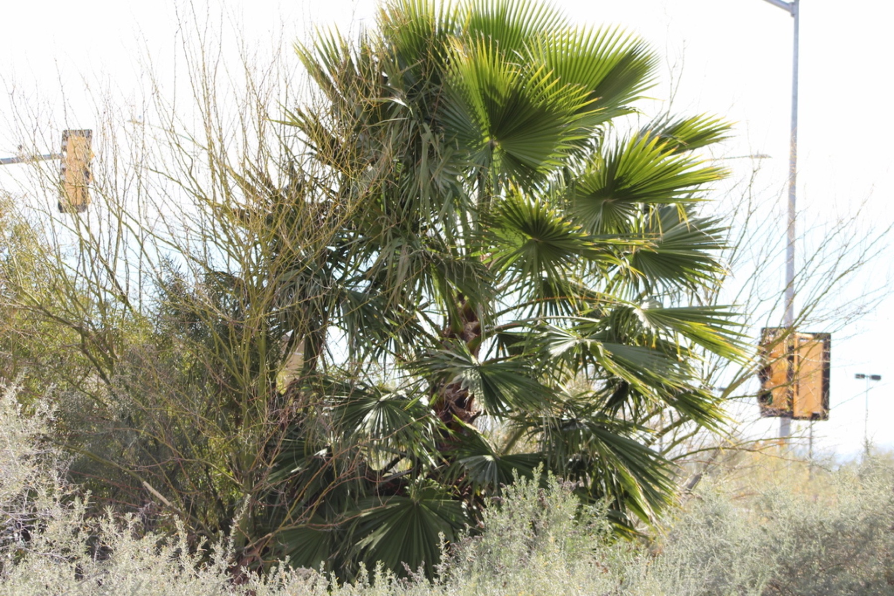 Mexican Fan Palm — photo 3