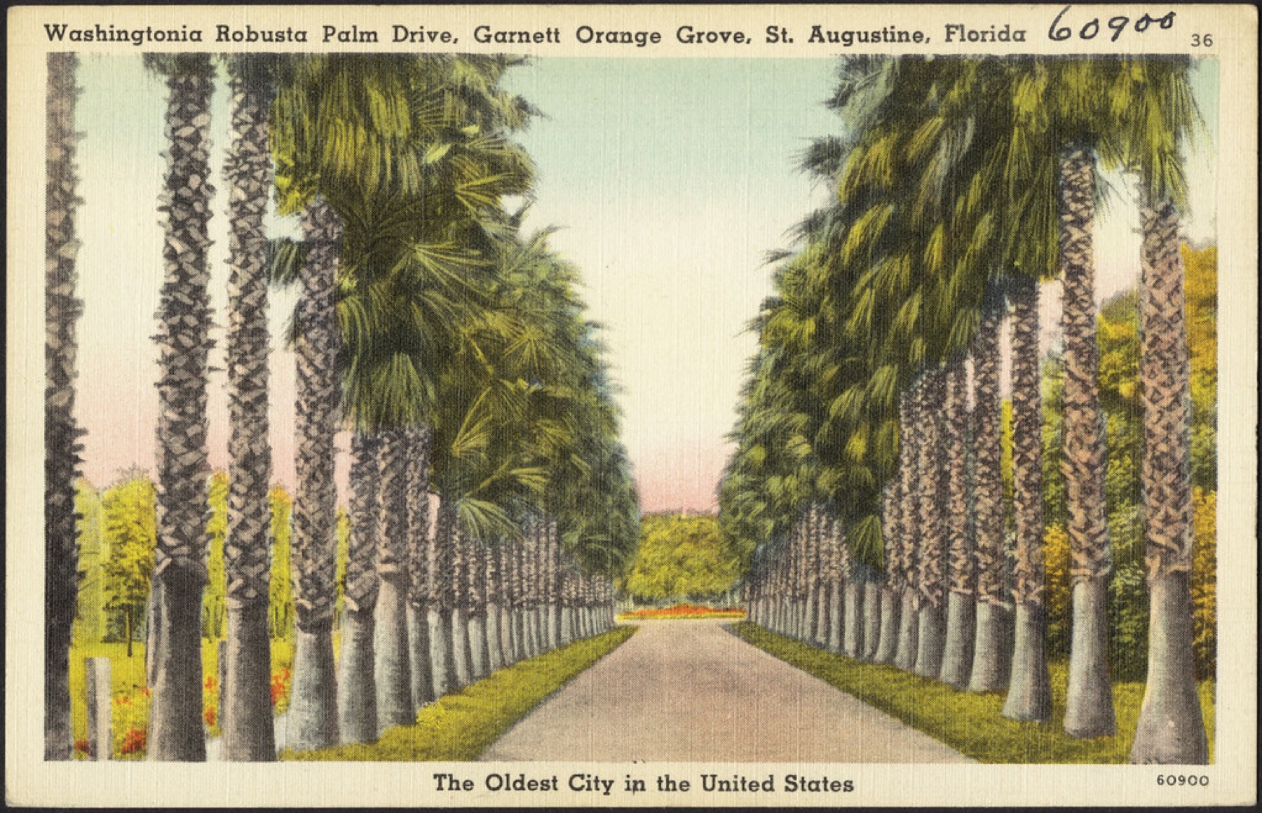 Mexican Fan Palm — photo 4