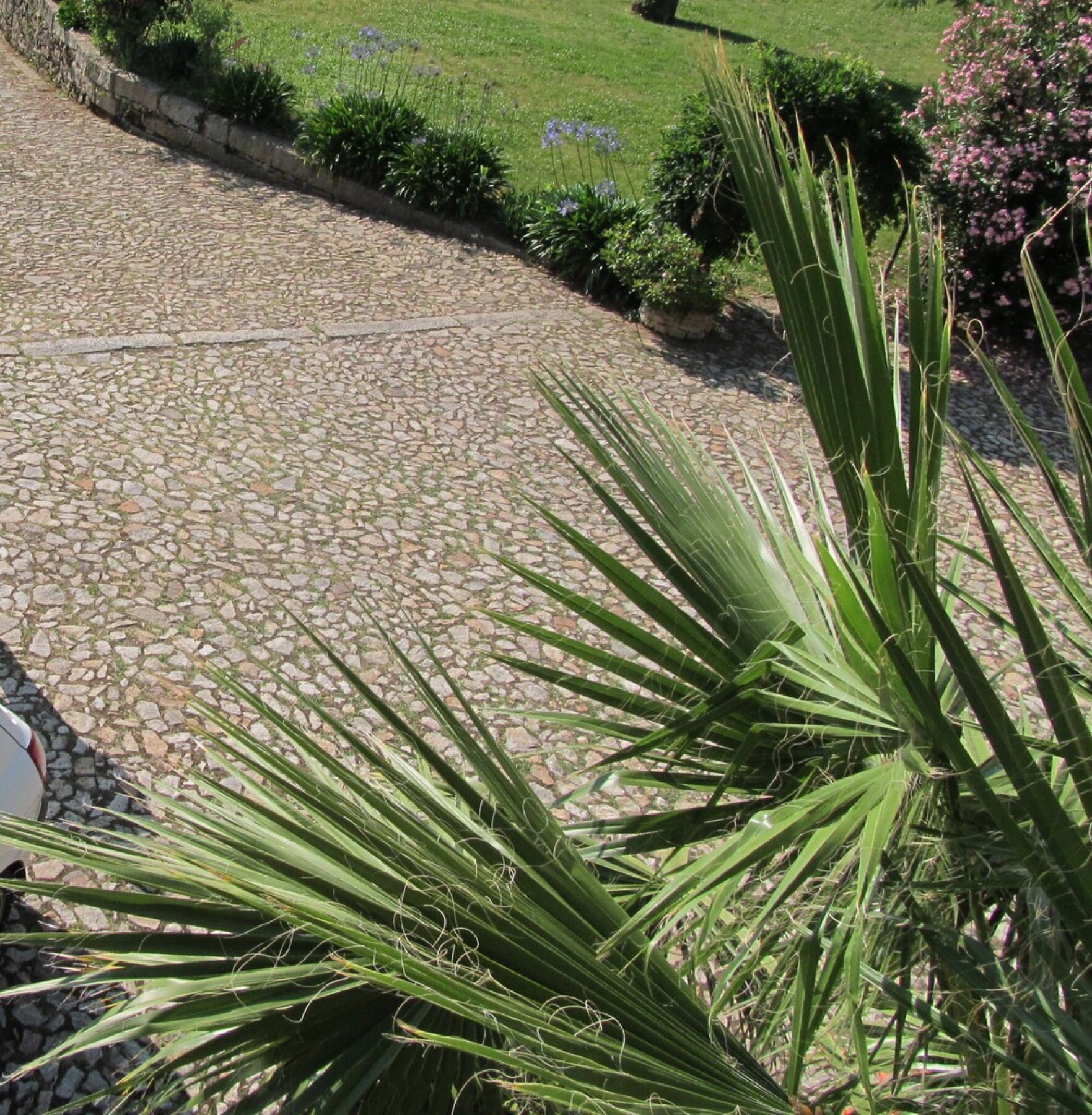 Mexican Fan Palm — photo 5