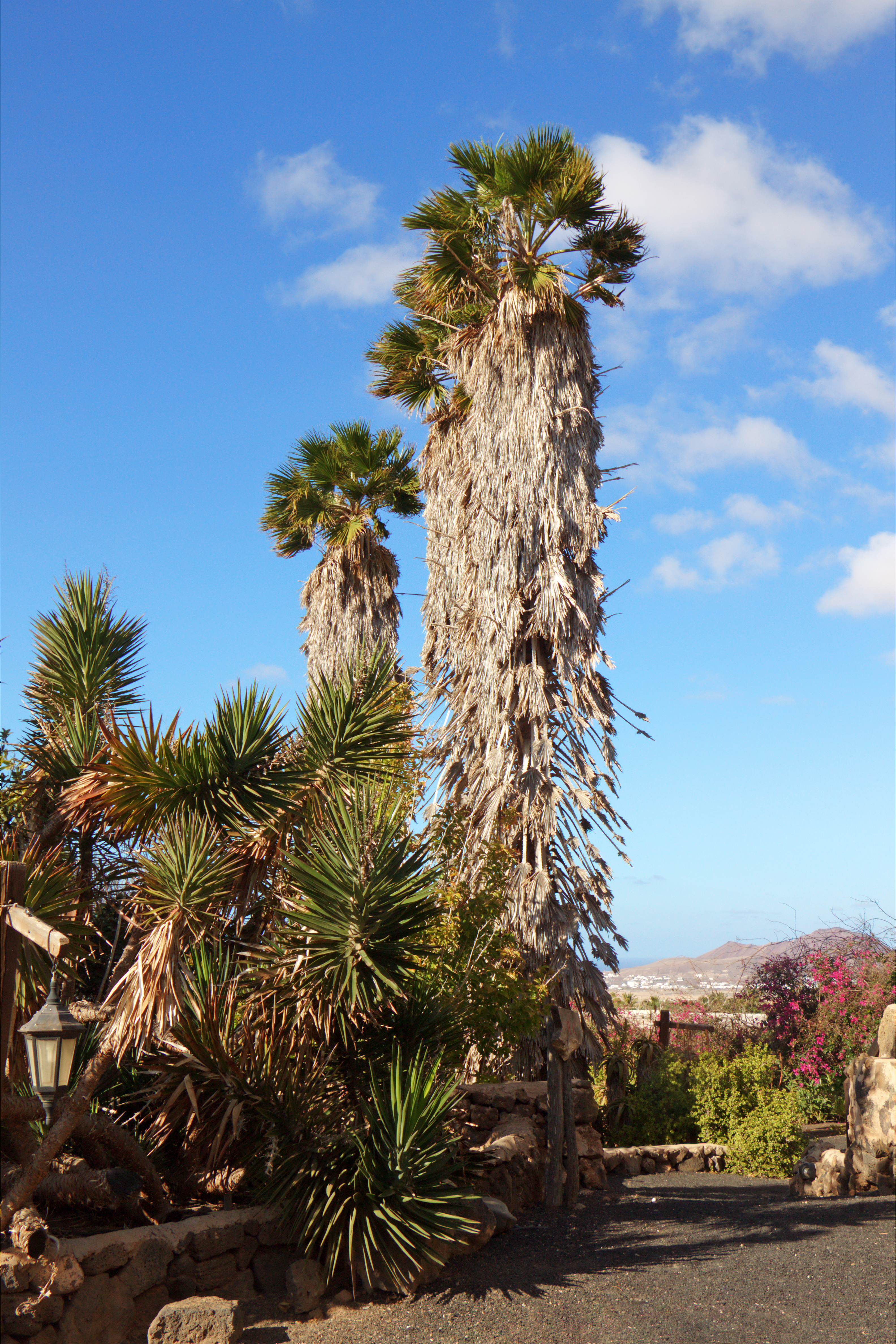Mexican Fan Palm — photo 21