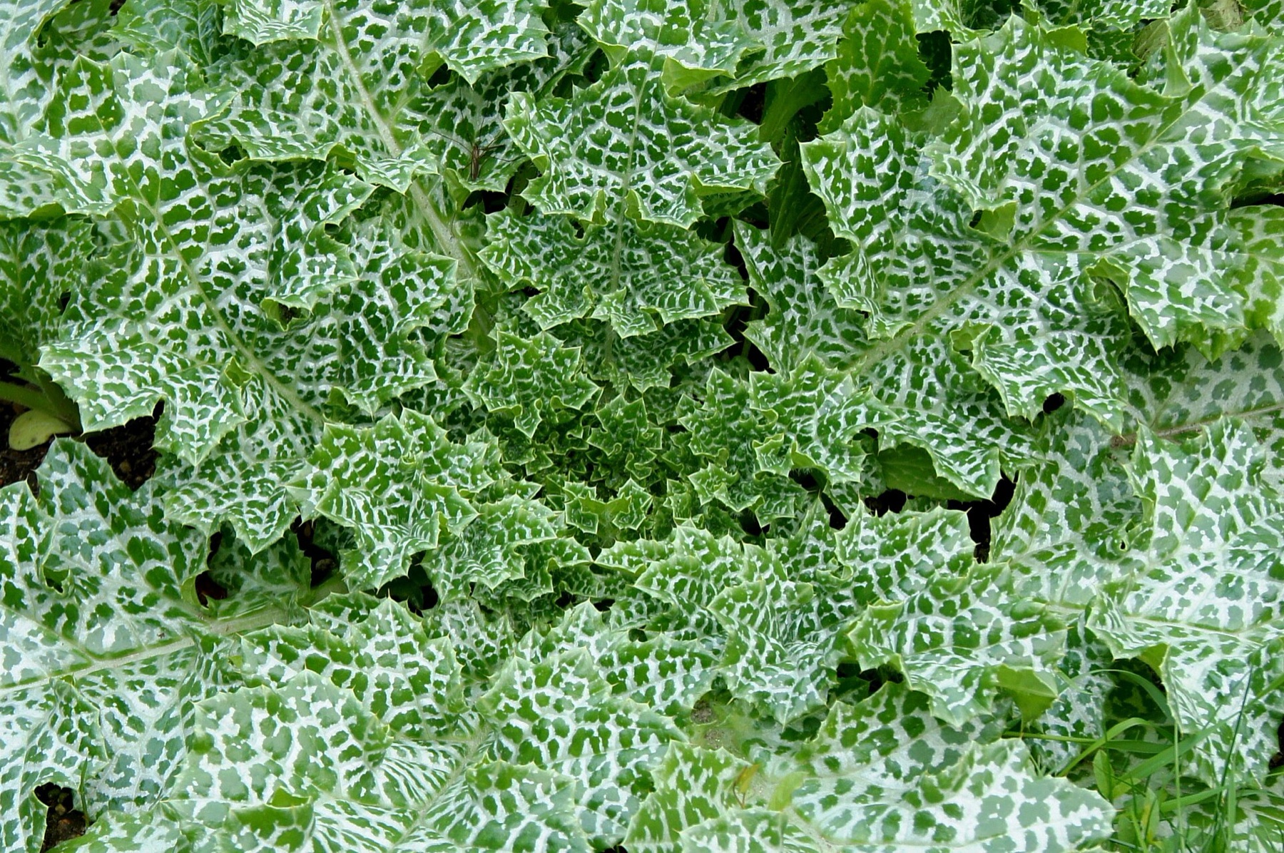 Milk Thistle — photo 6