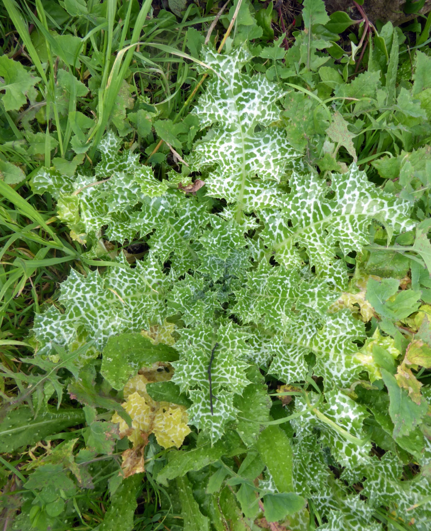 Milk Thistle — photo 7