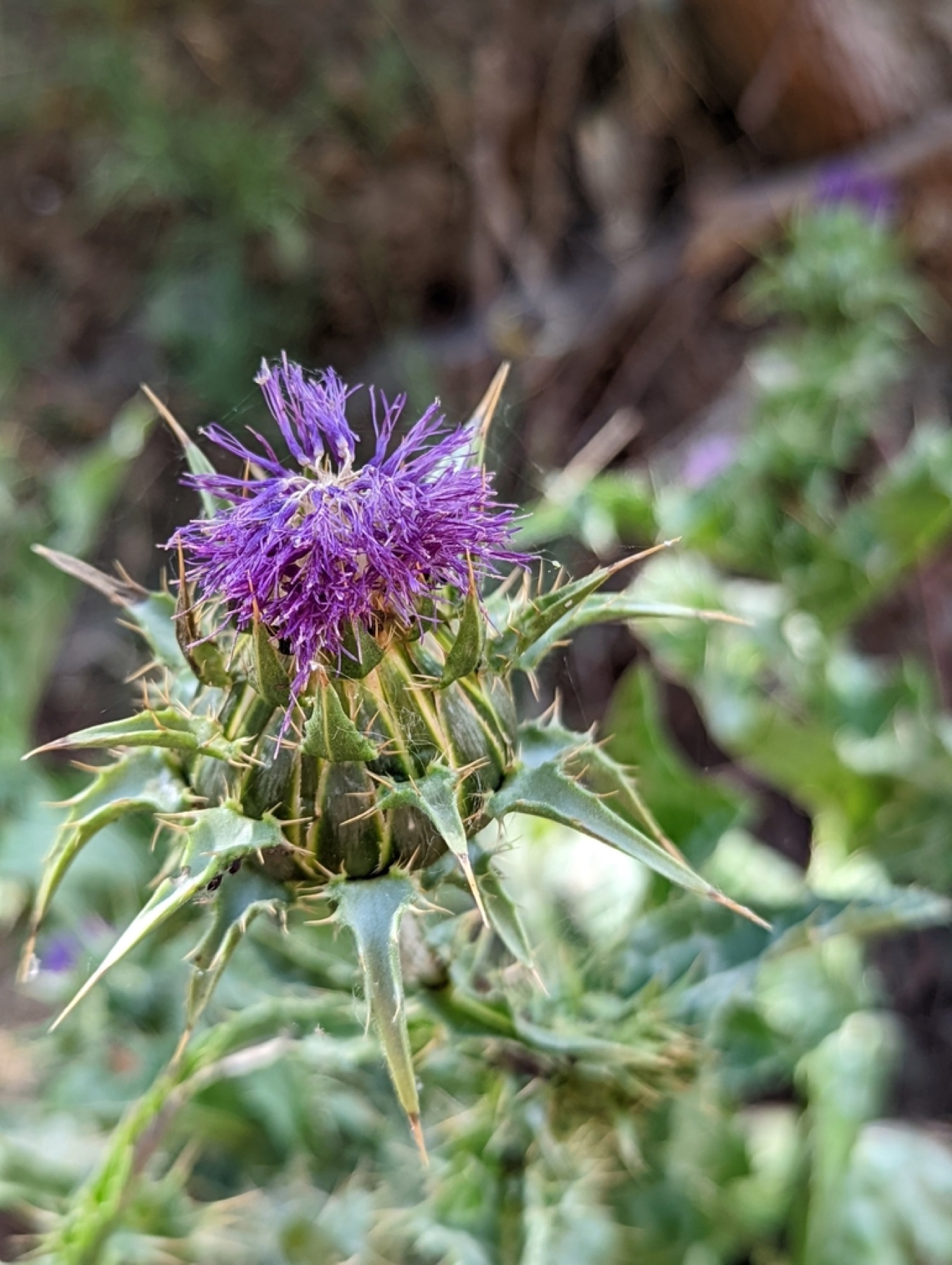 Milk Thistle — photo 8