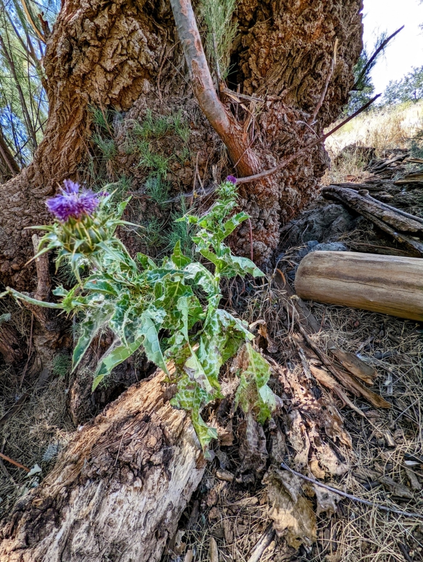 Milk Thistle — photo 9