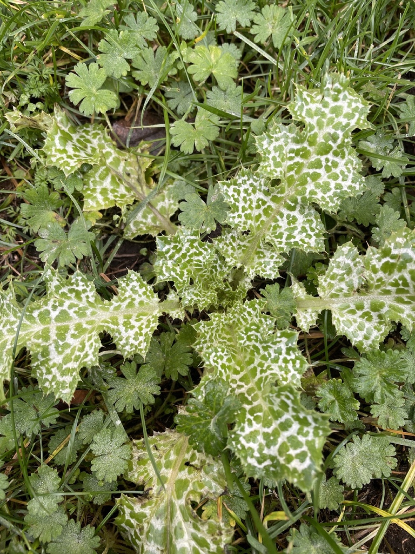 Milk Thistle — photo 10