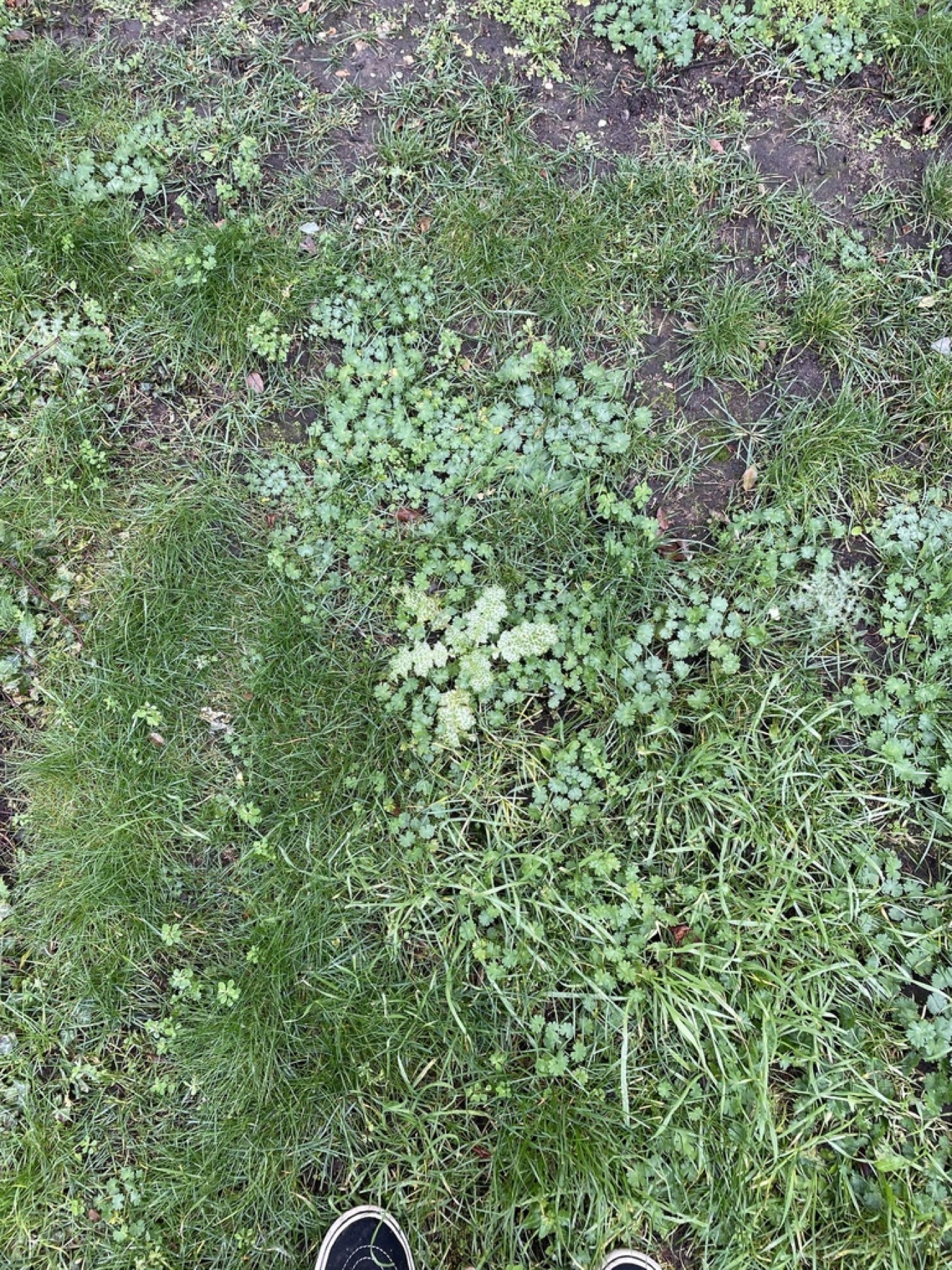 Milk Thistle — photo 11