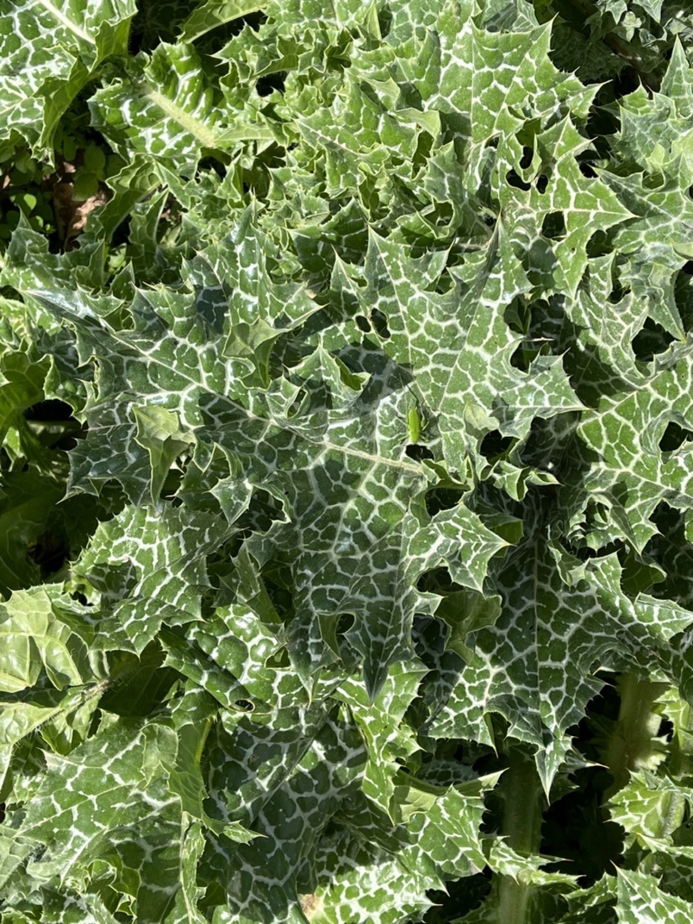Milk Thistle — photo 12