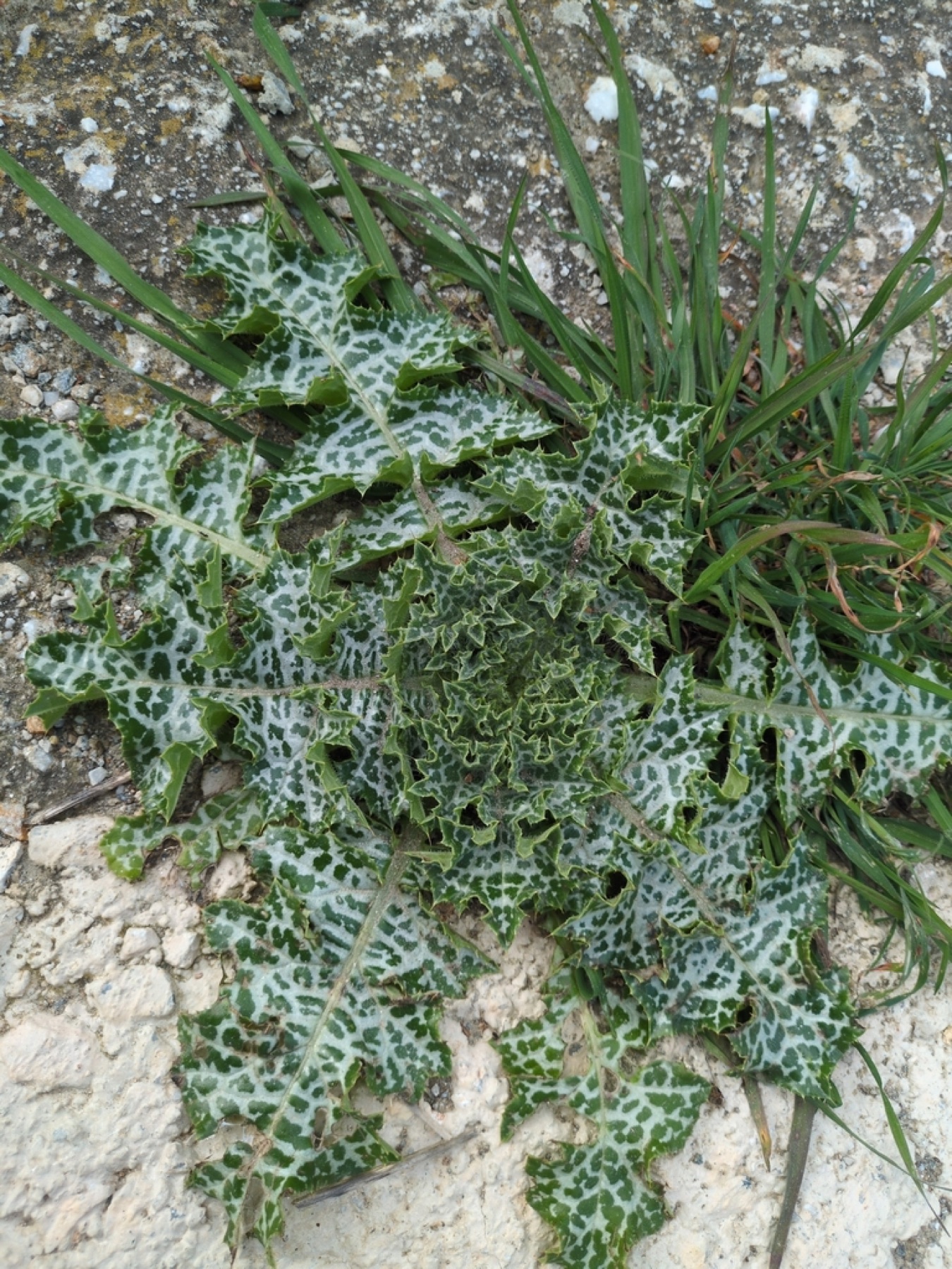 Milk Thistle — photo 13