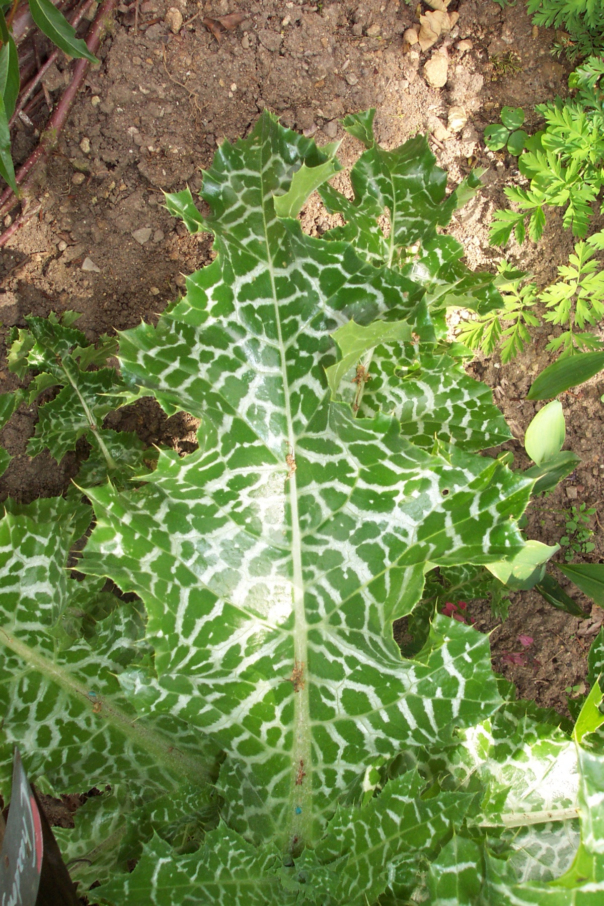 Milk Thistle — photo 14