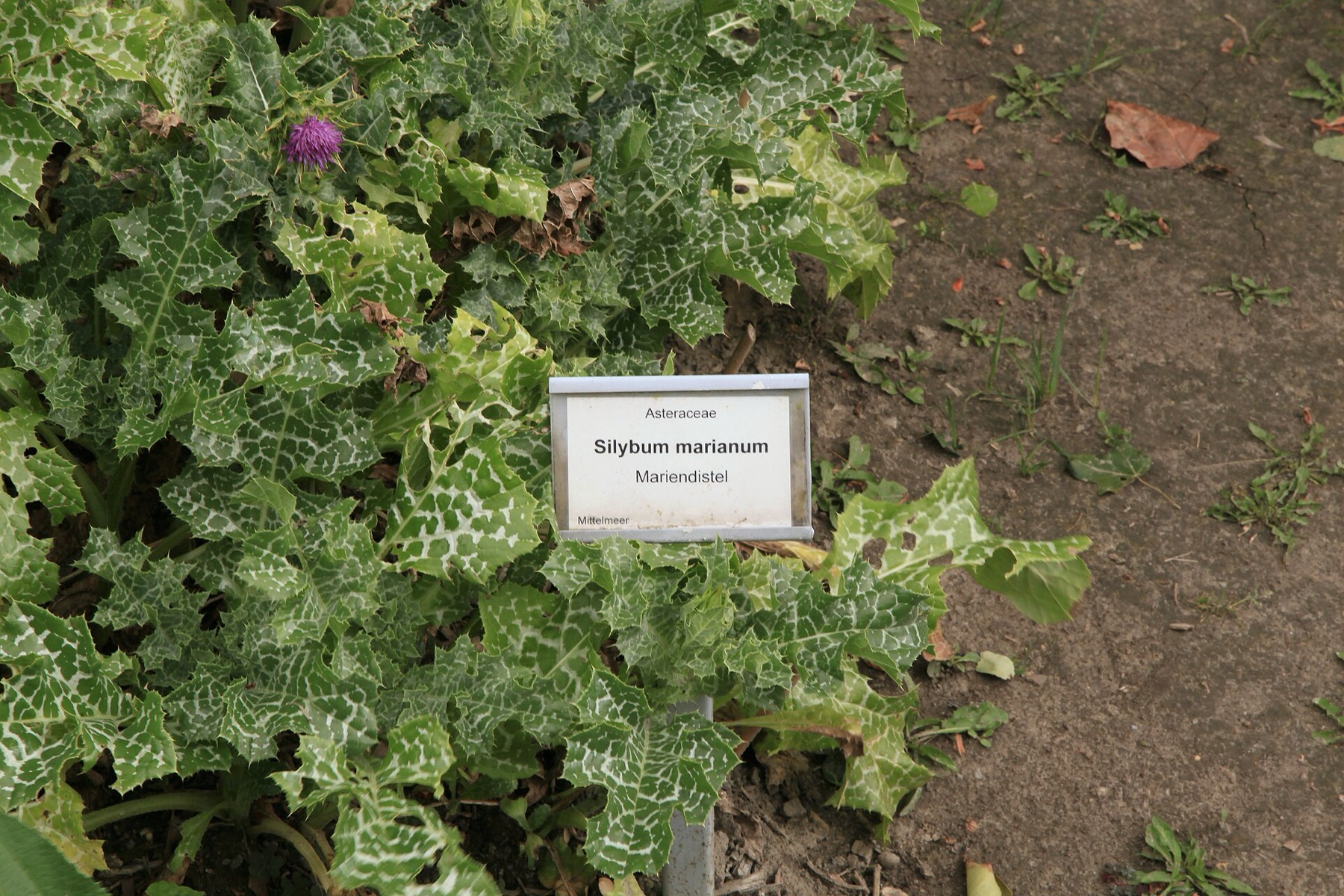 Milk Thistle — photo 15