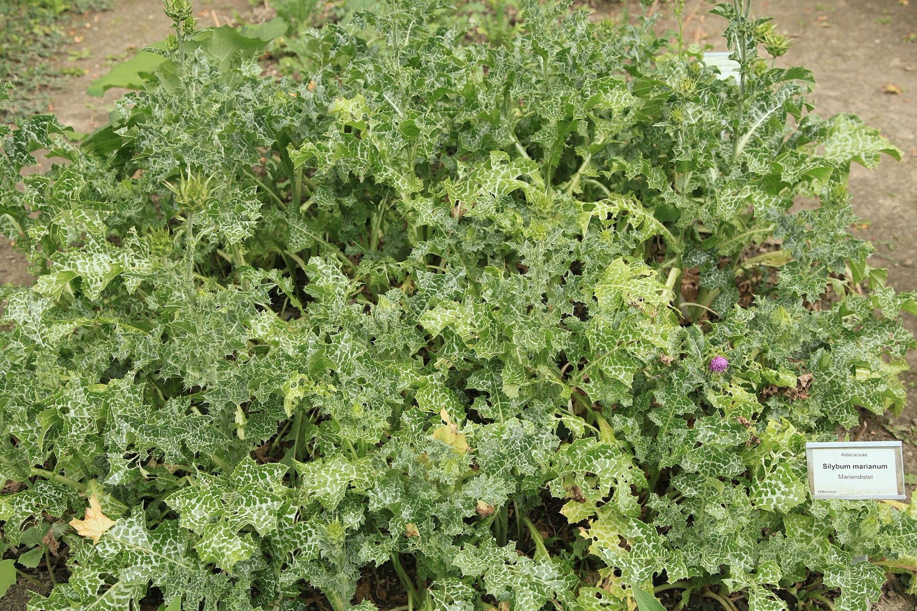 Milk Thistle — photo 16