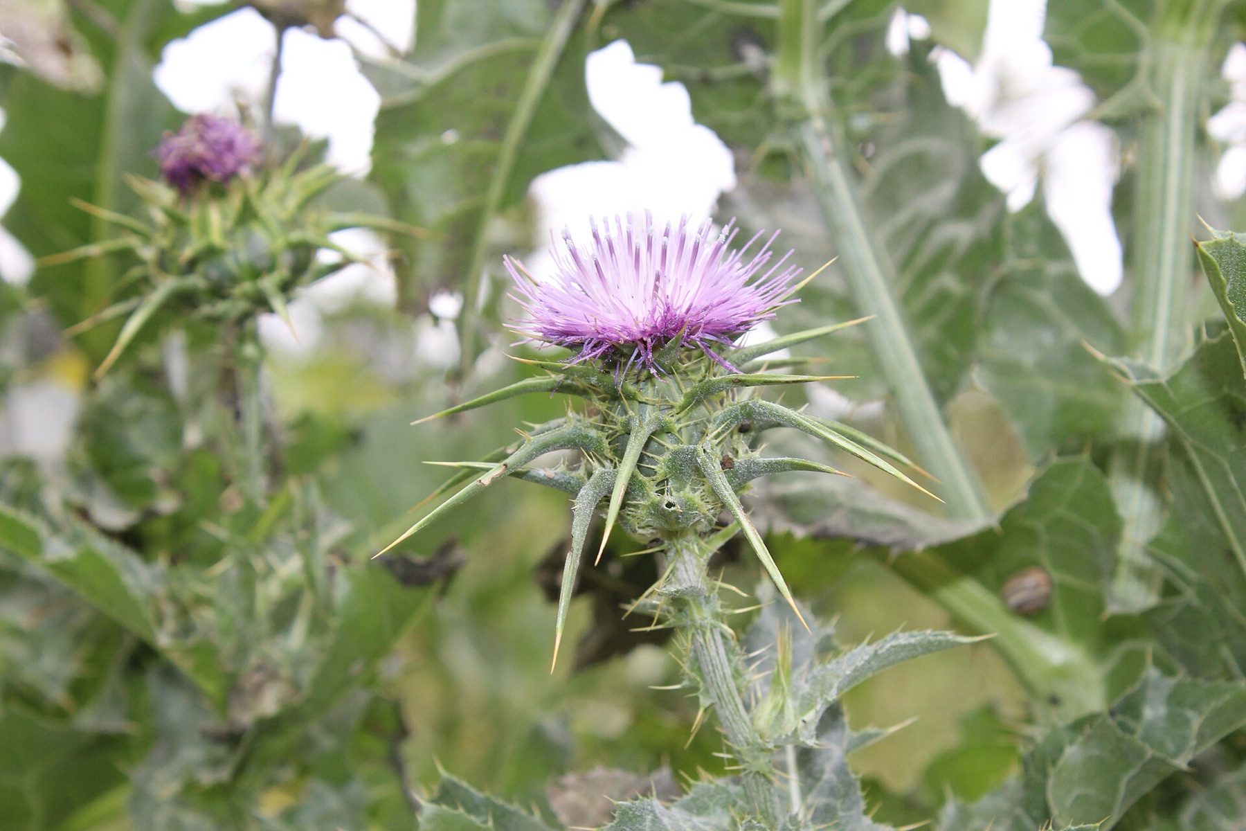 Milk Thistle — photo 17