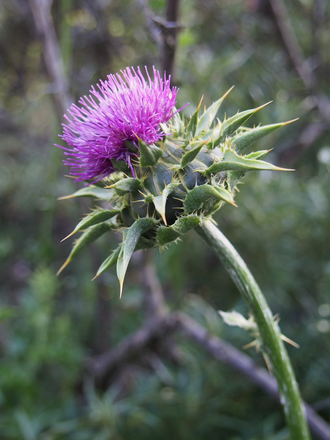 Milk Thistle — photo 18