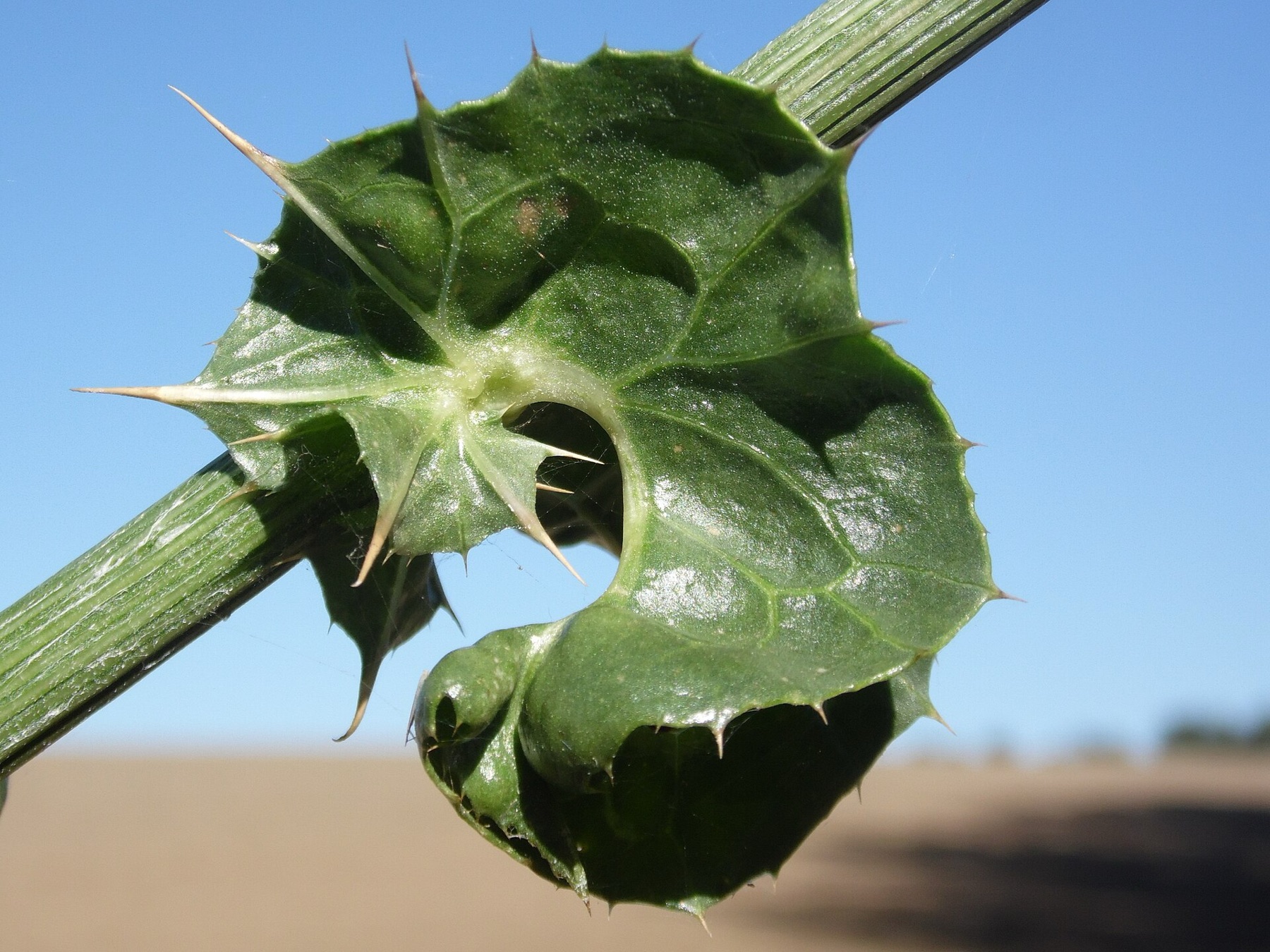 Milk Thistle — photo 19