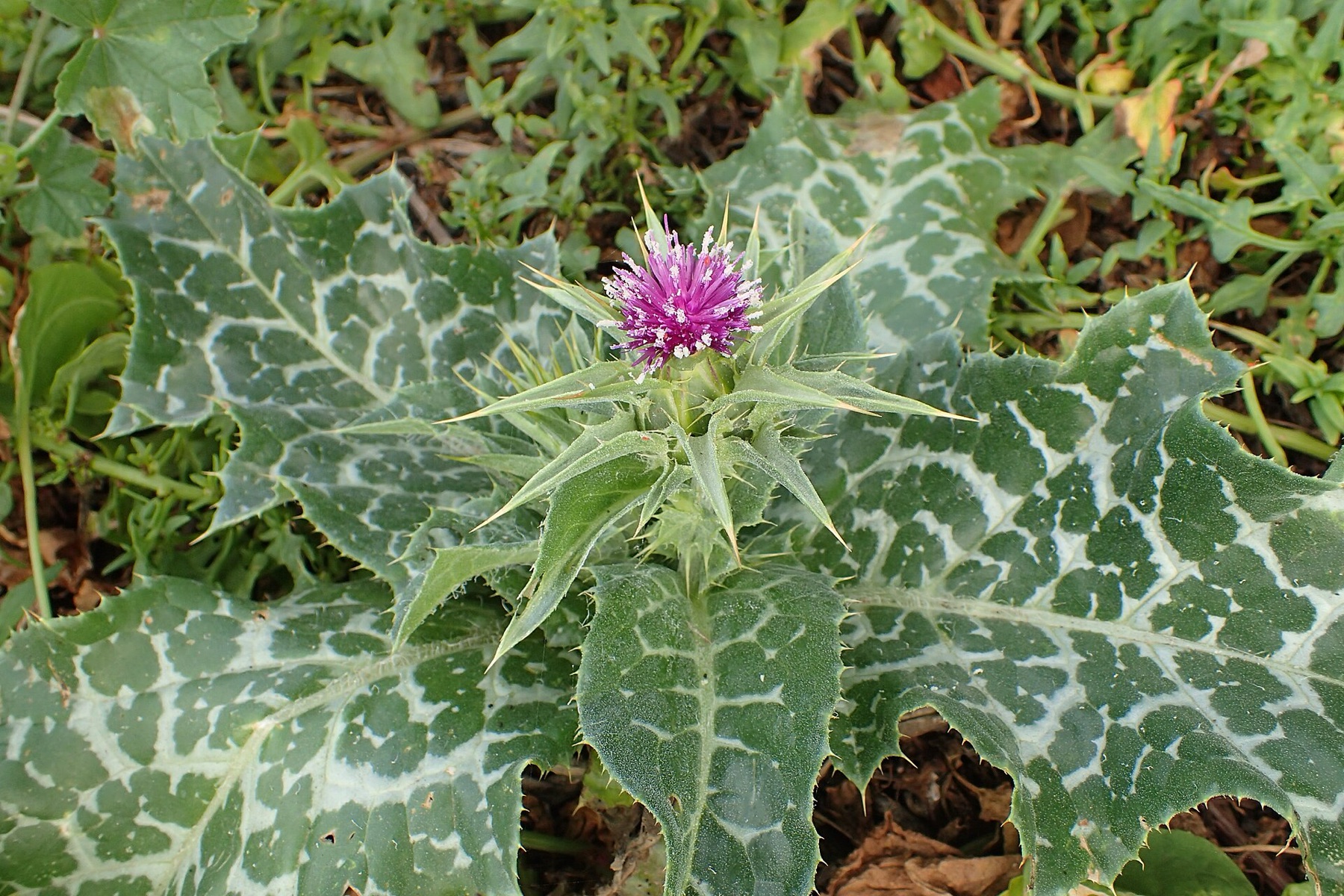 Milk Thistle — photo 20