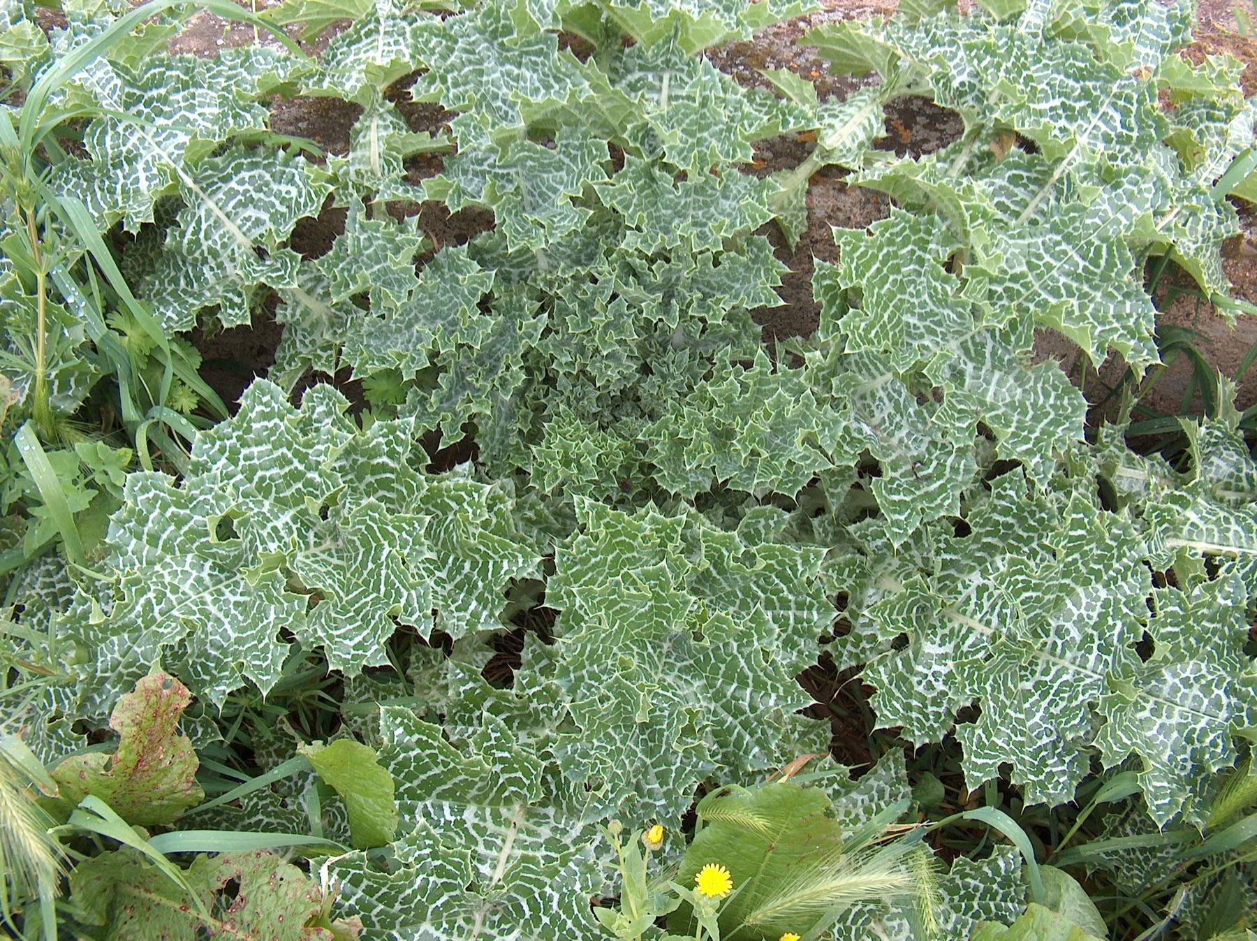 Milk Thistle — photo 21