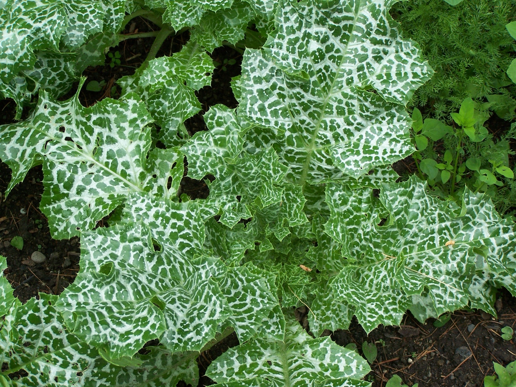 Milk Thistle — photo 22