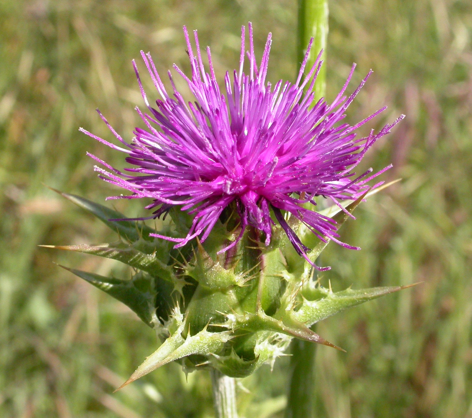 Milk Thistle — photo 23