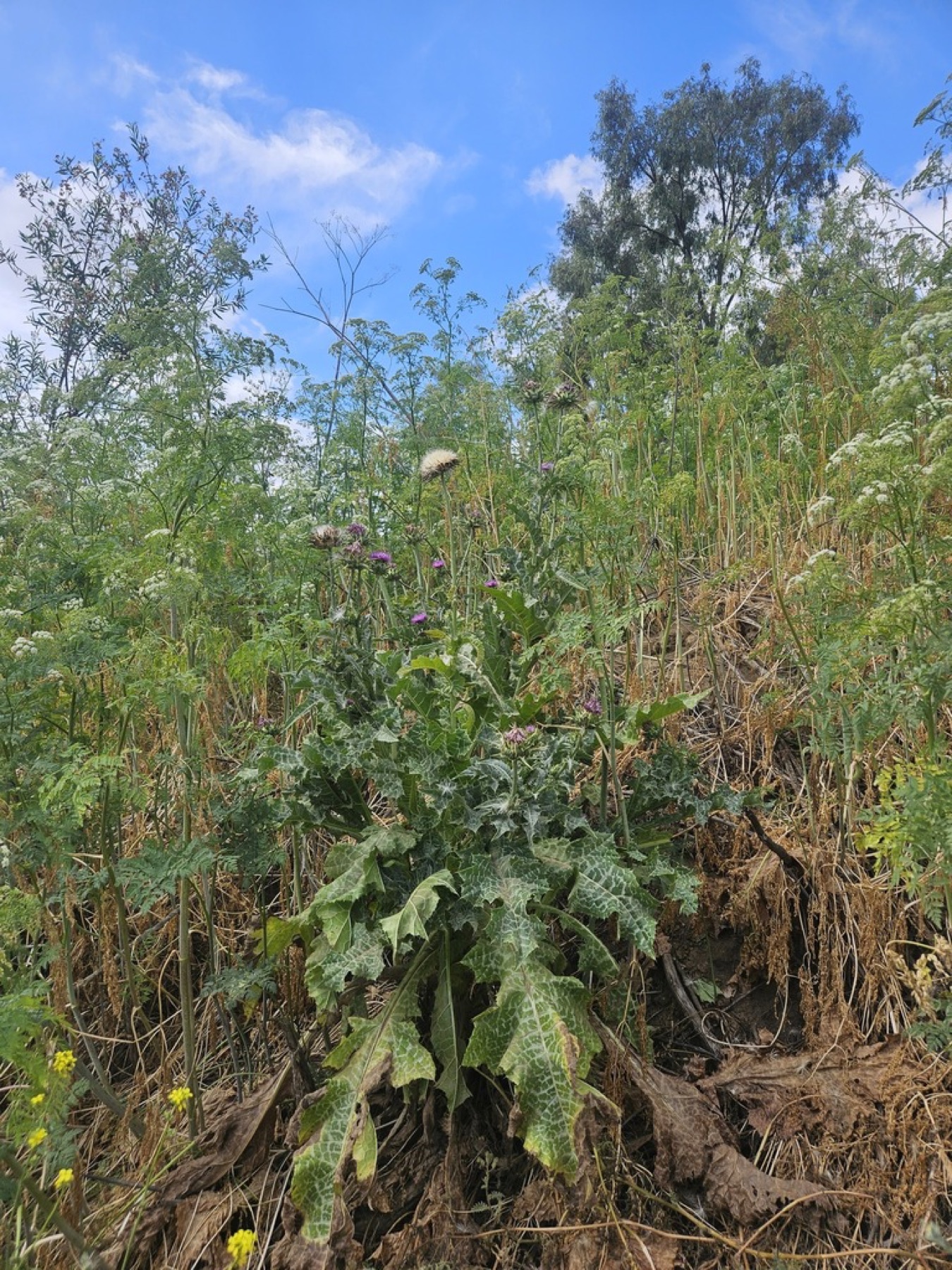 Milk Thistle