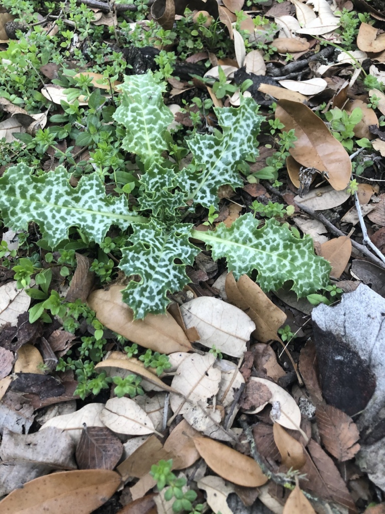 Milk Thistle — photo 2