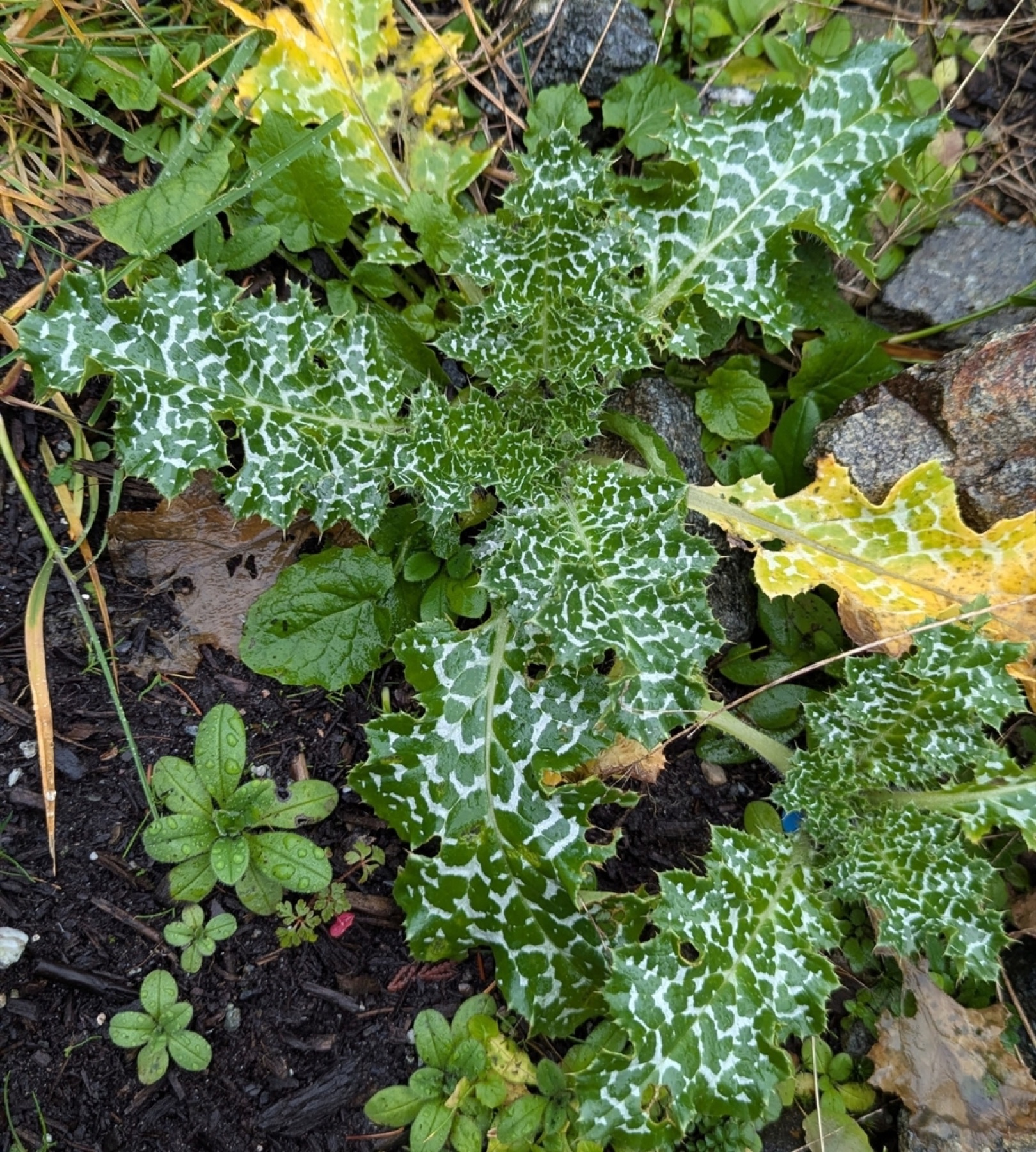 Milk Thistle — photo 3