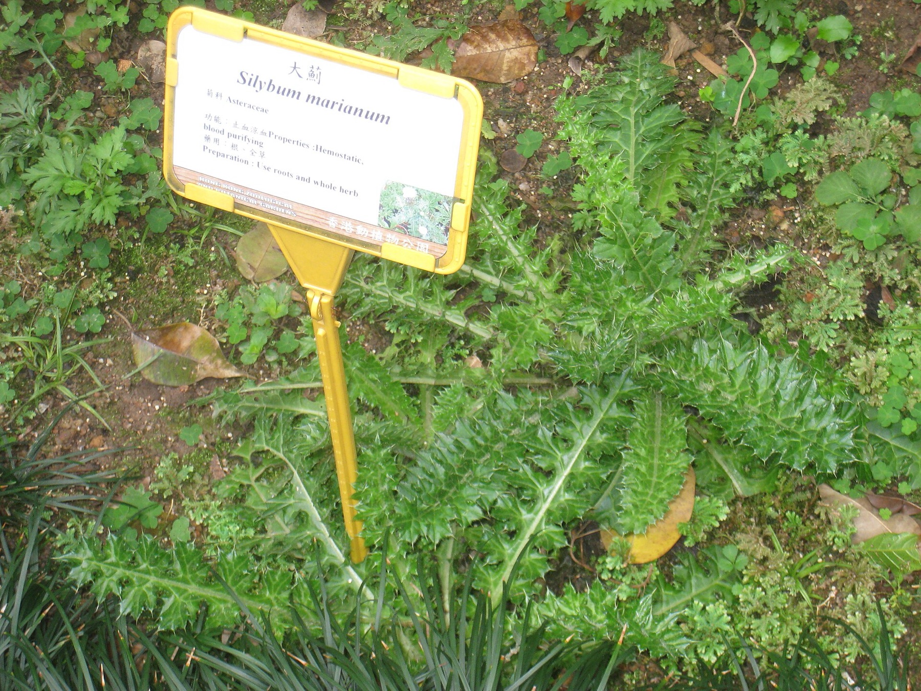 Milk Thistle — photo 4