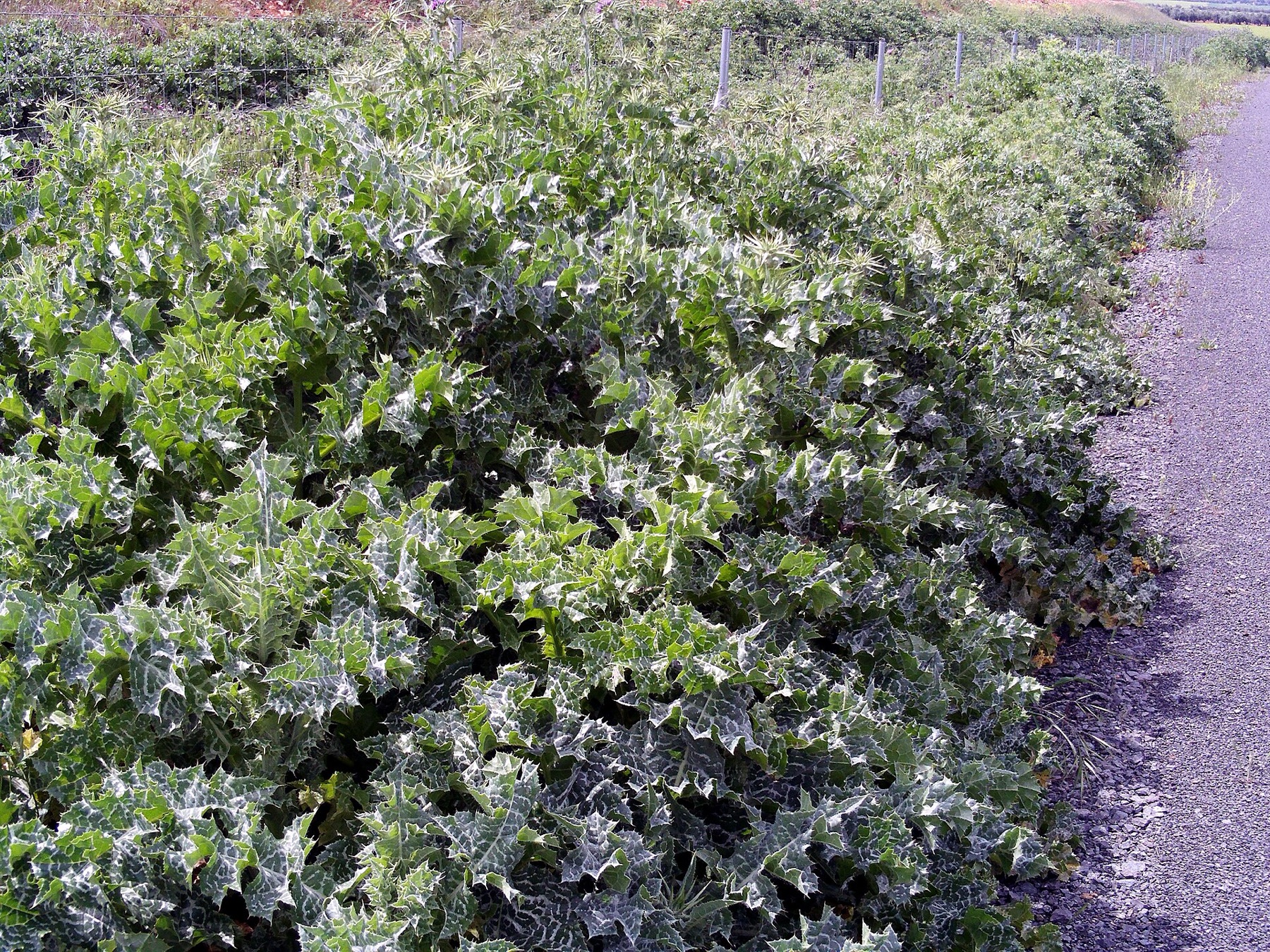 Milk Thistle — photo 5