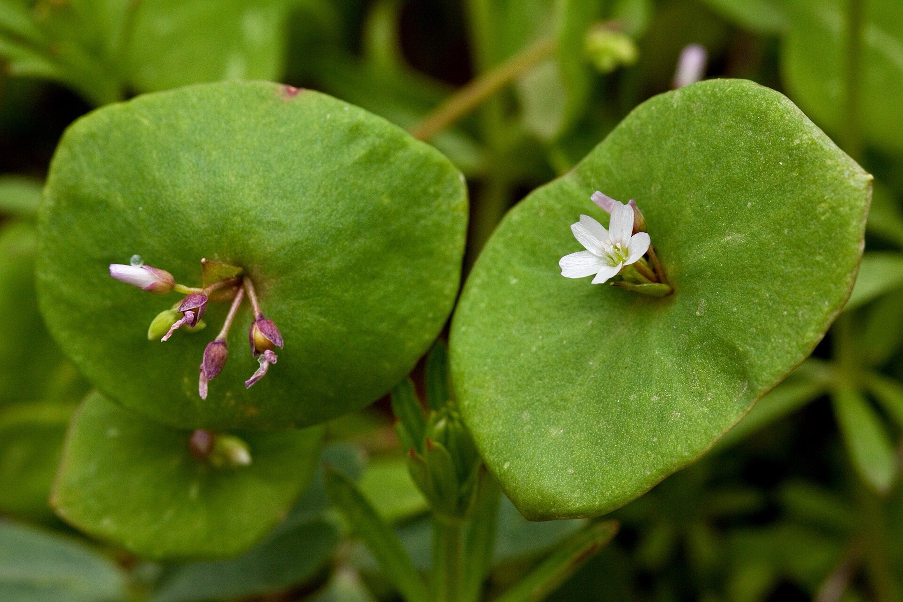 Miner's Lettuce — photo 6